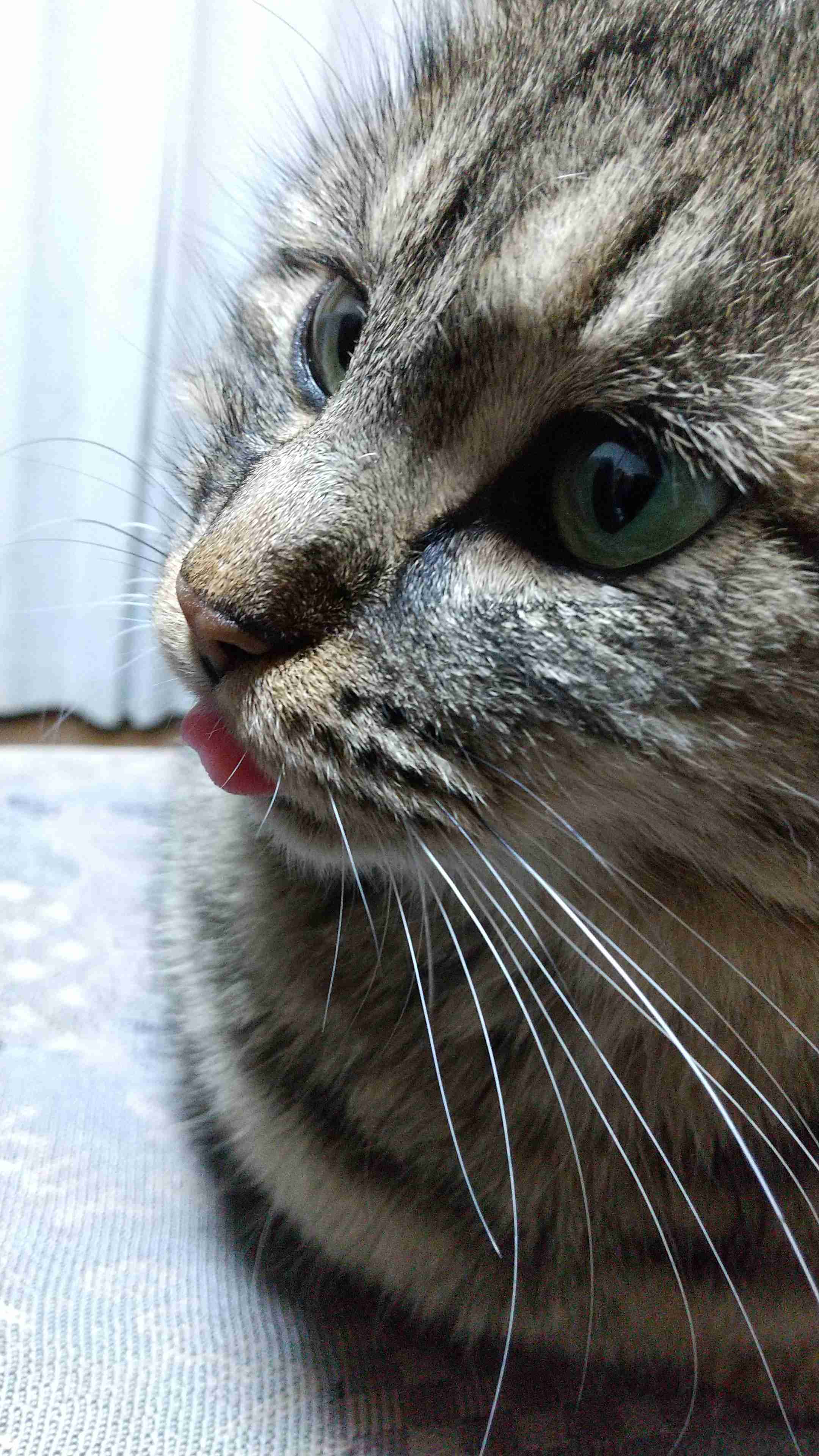 全日本舌しまい忘れ協会 ガルちゃん支部 2022