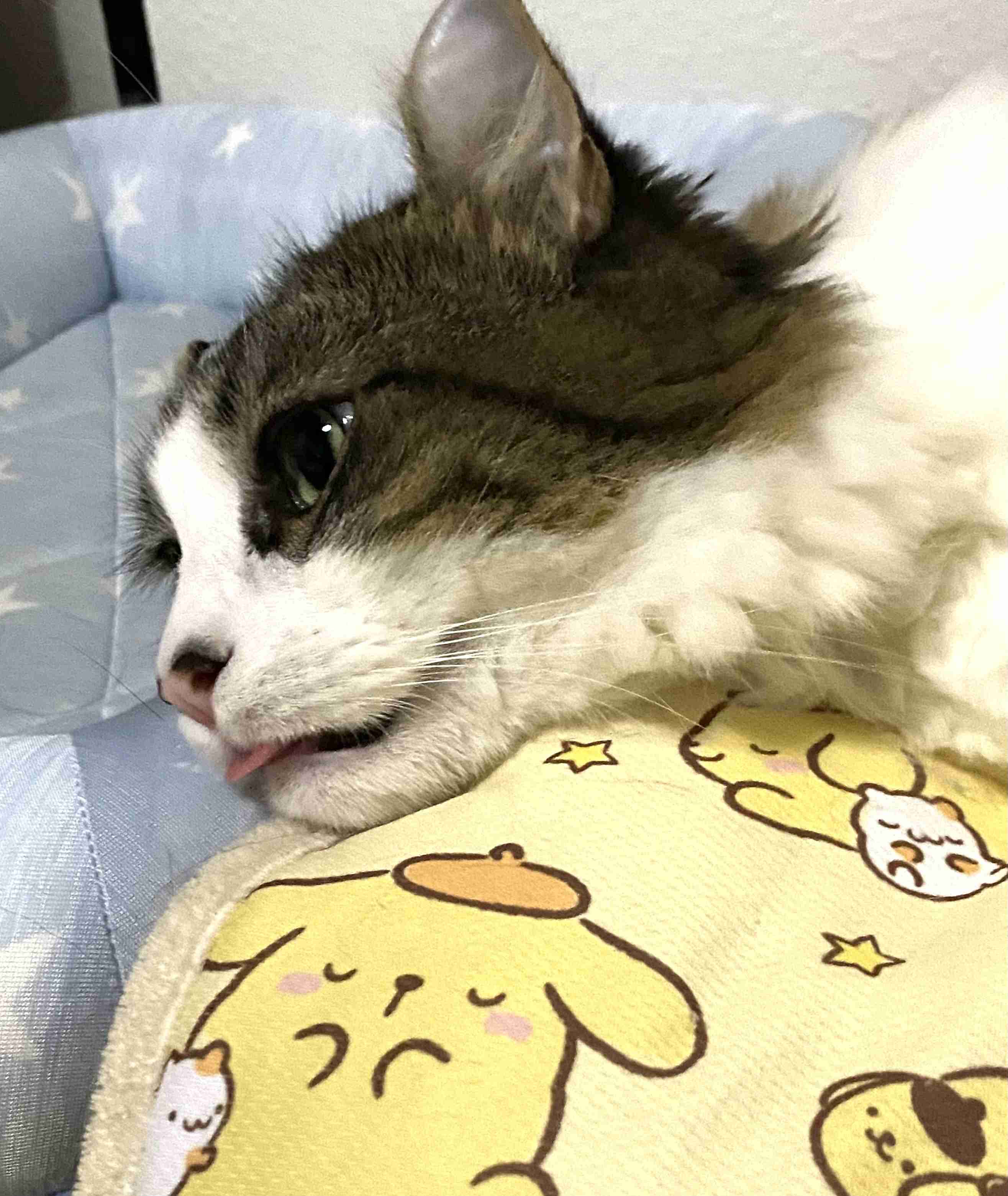 全日本舌しまい忘れ協会 ガルちゃん支部 2022