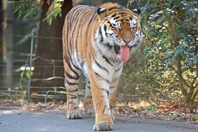 全日本舌しまい忘れ協会 ガルちゃん支部 2022