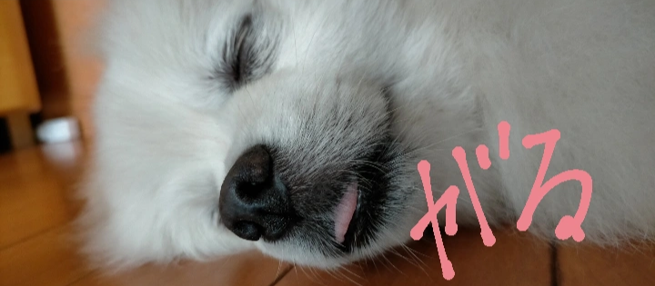 全日本舌しまい忘れ協会 ガルちゃん支部 2022