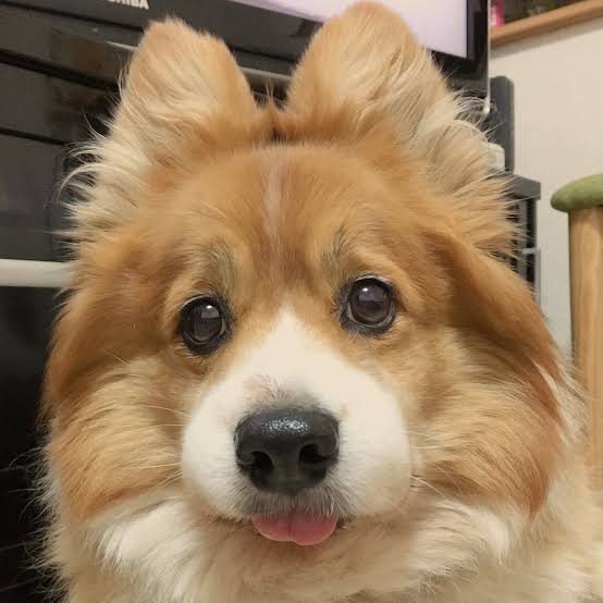 全日本舌しまい忘れ協会 ガルちゃん支部 2022