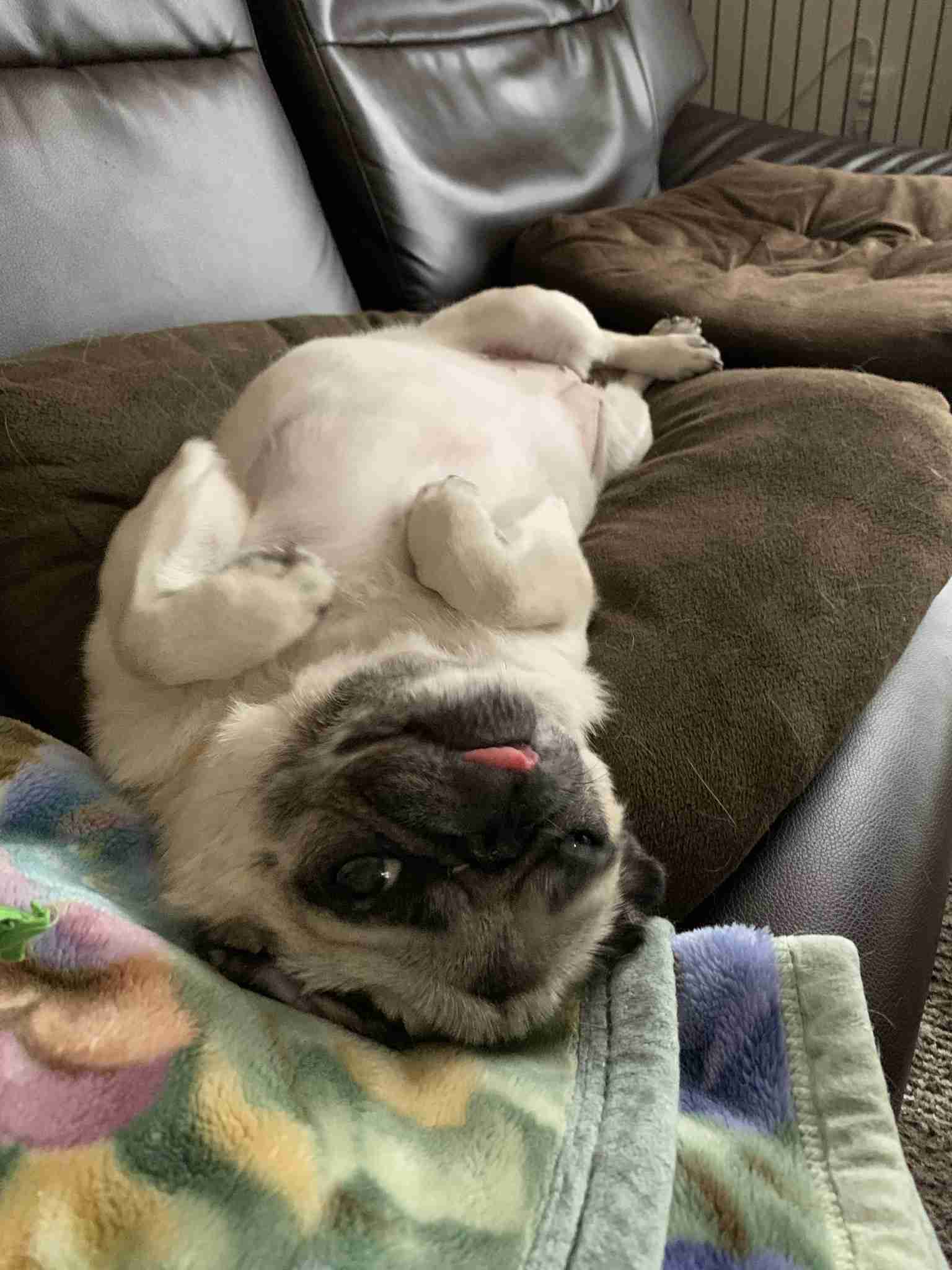 全日本舌しまい忘れ協会 ガルちゃん支部 2022