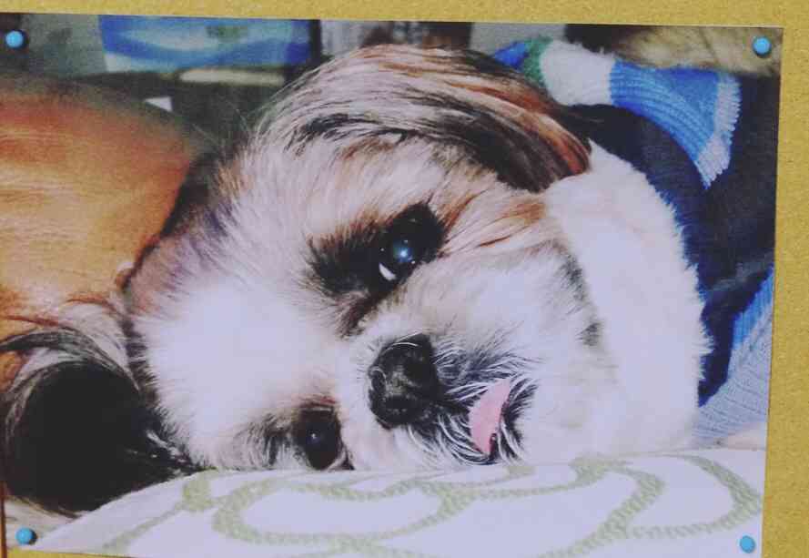 全日本舌しまい忘れ協会 ガルちゃん支部 2022