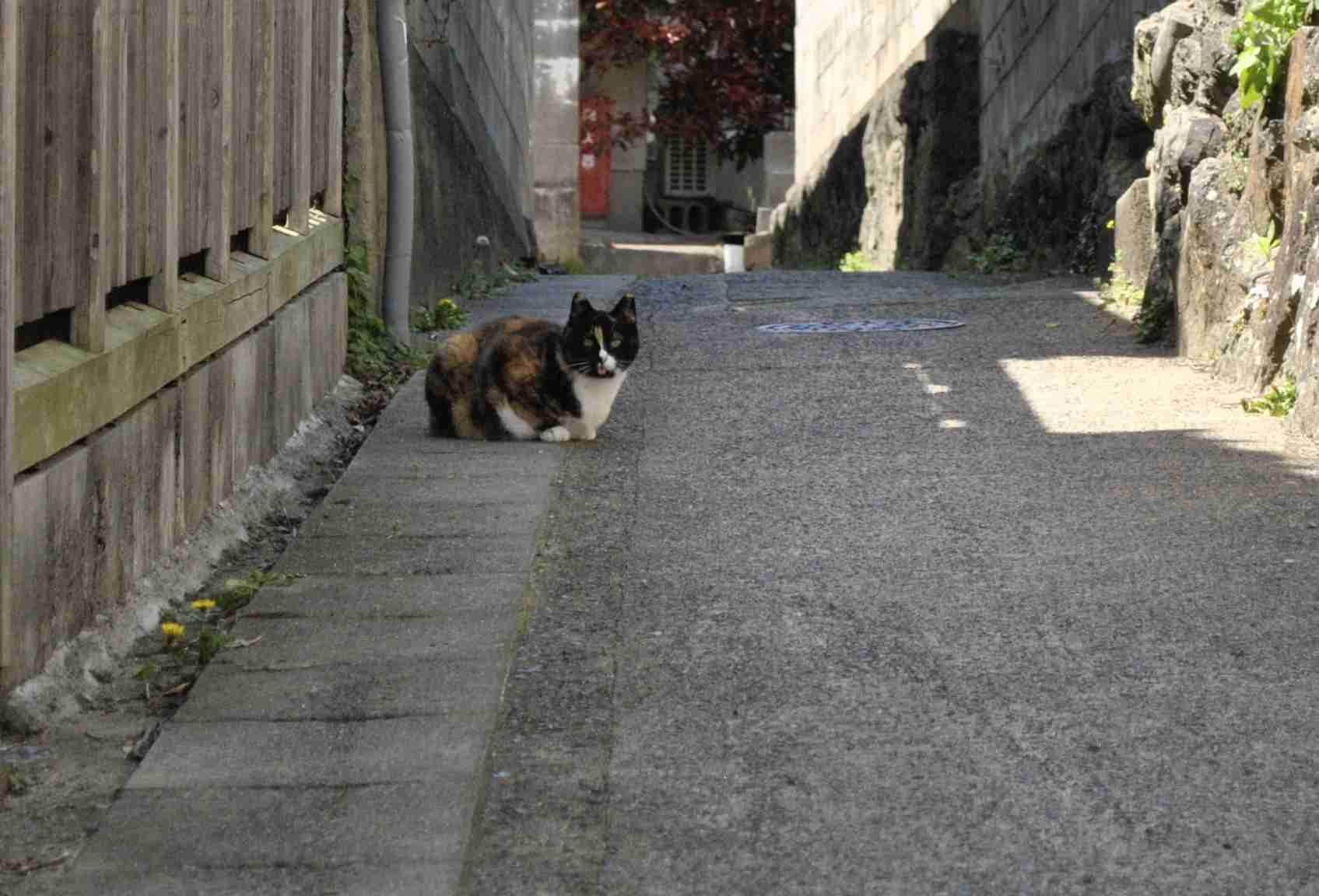 全日本舌しまい忘れ協会 ガルちゃん支部 2022