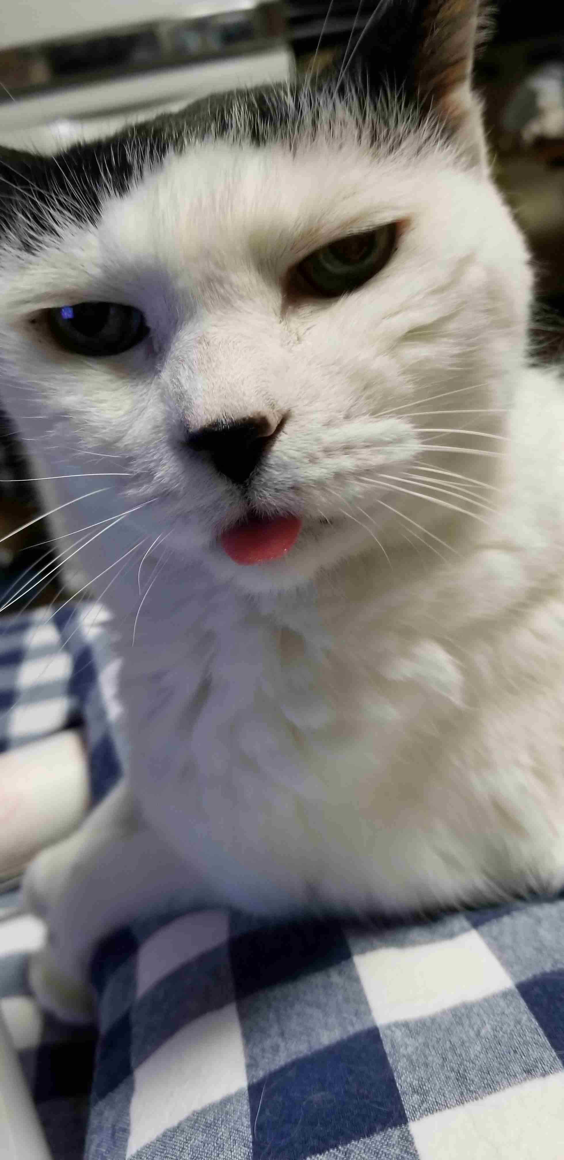 全日本舌しまい忘れ協会 ガルちゃん支部 2022