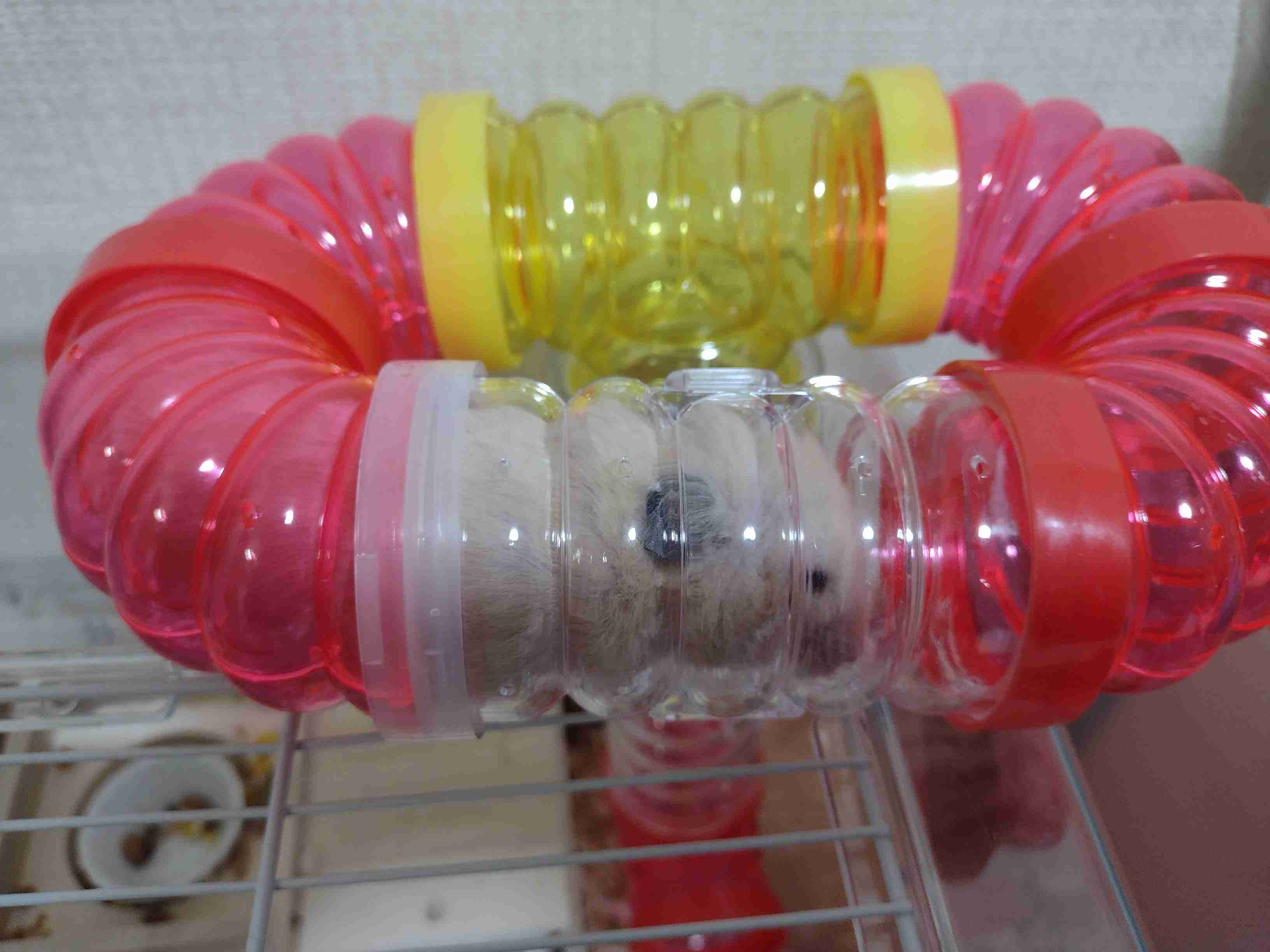 ハムスター好きな人！