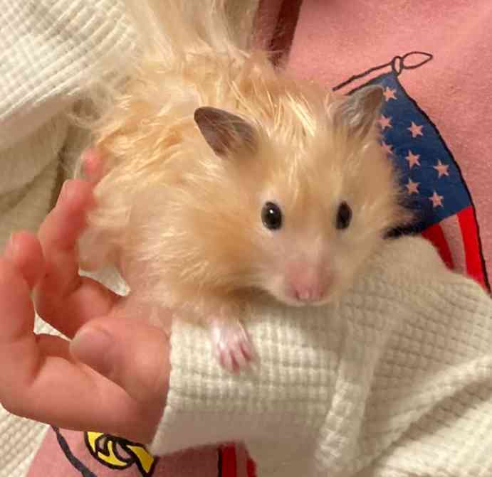 ハムスター好きな人！