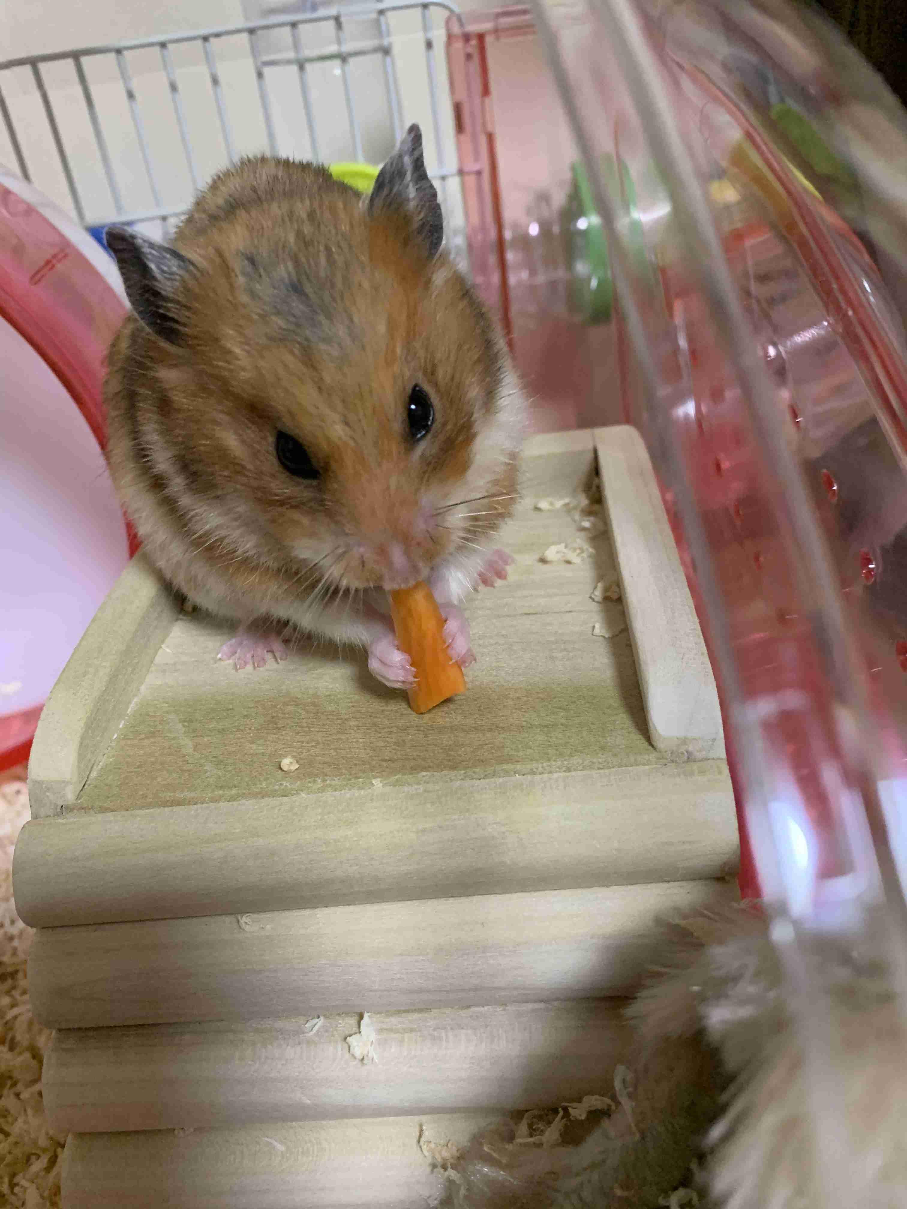 ハムスター好きな人！