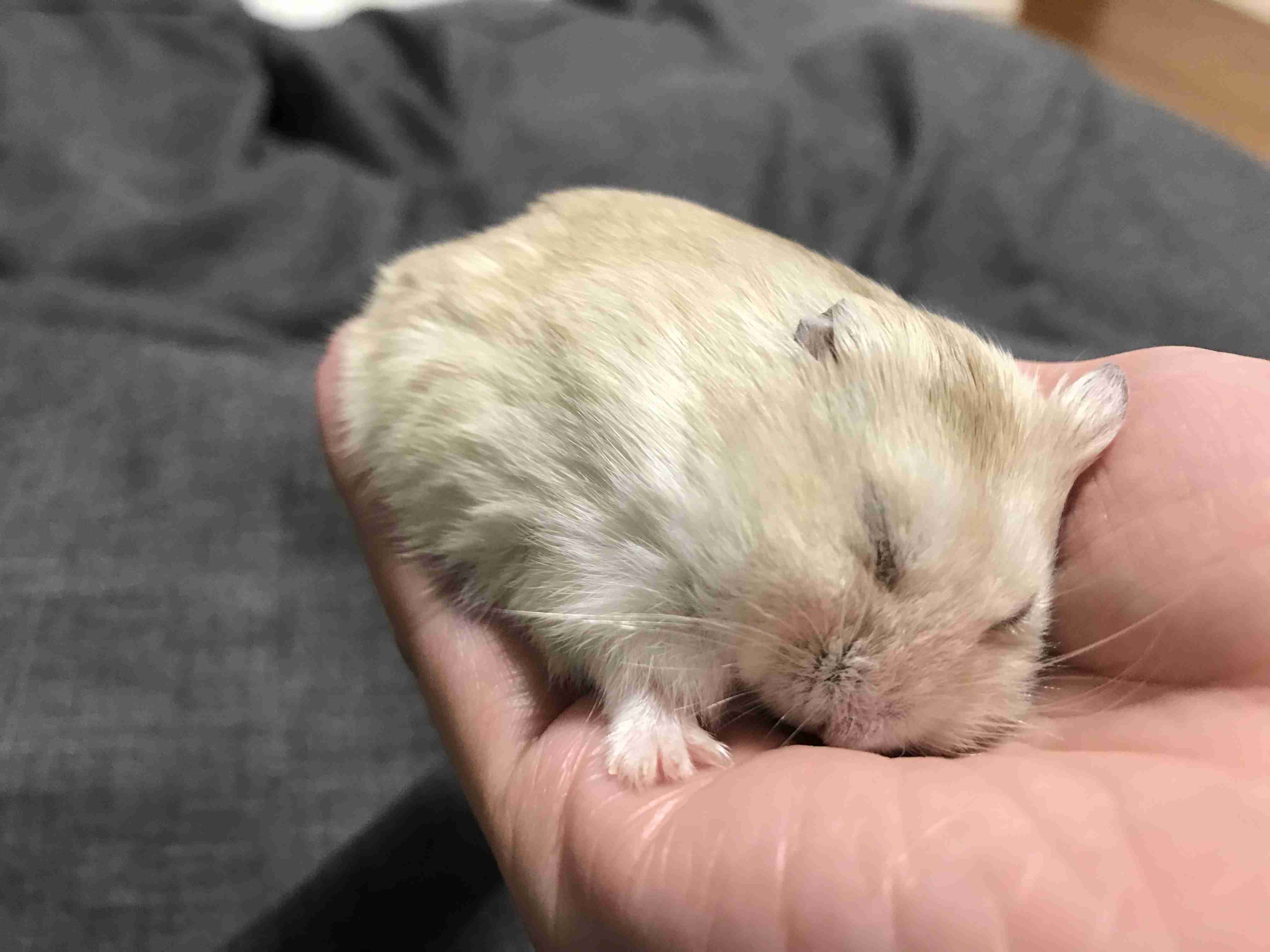 ハムスター好きな人！