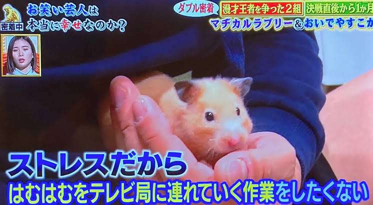 ハムスター好きな人！