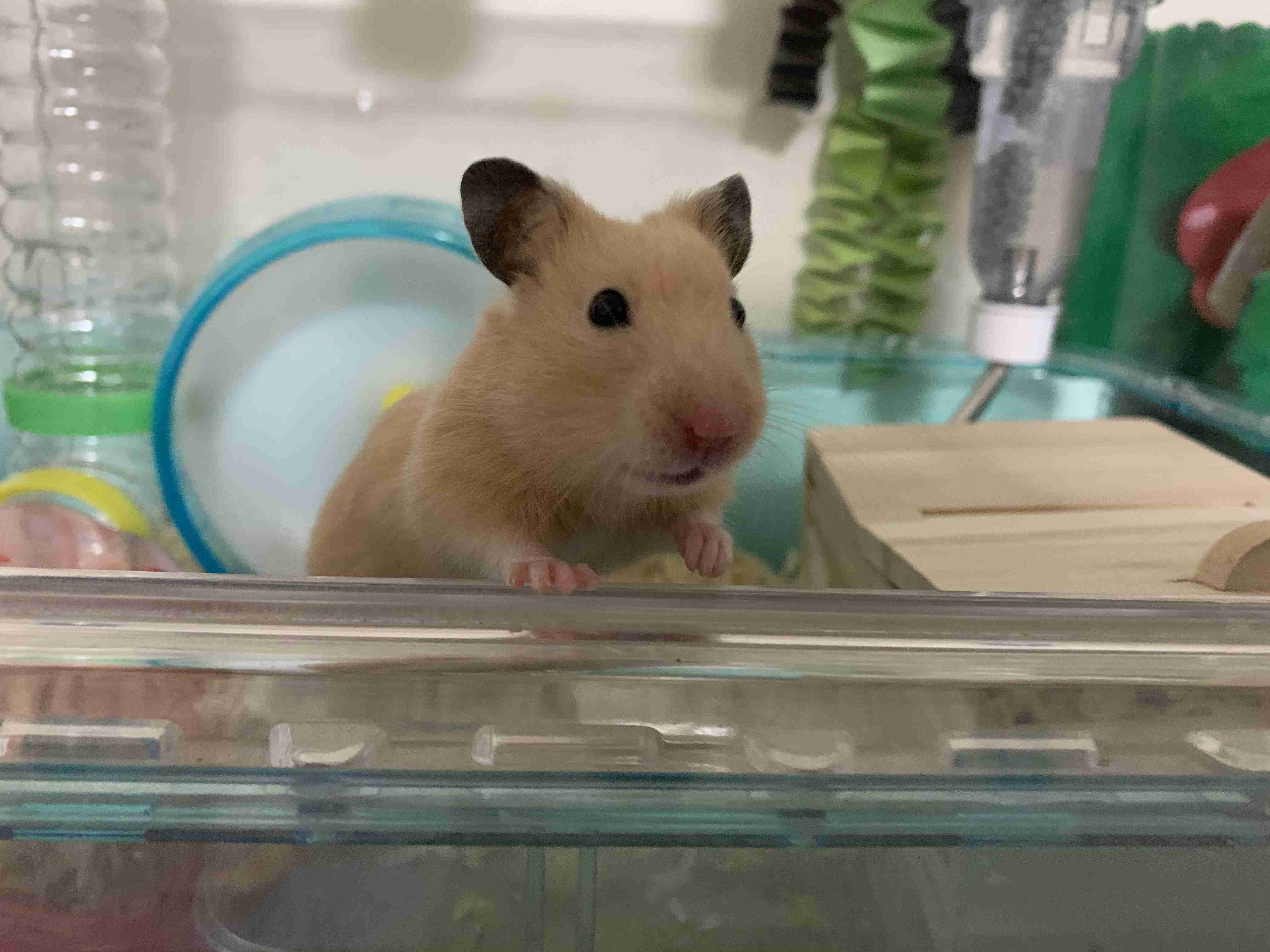ハムスター好きな人！