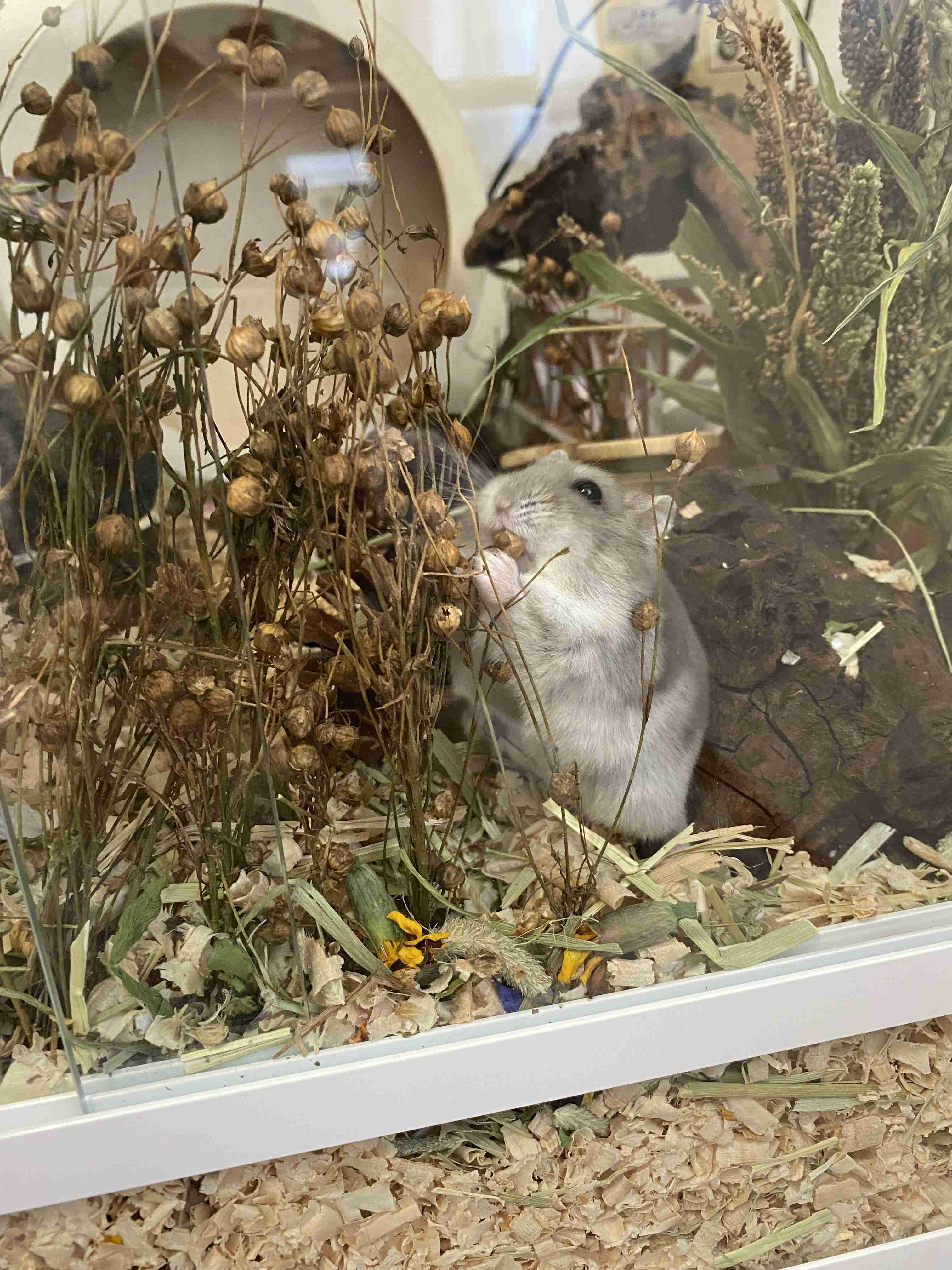 ハムスター好きな人！