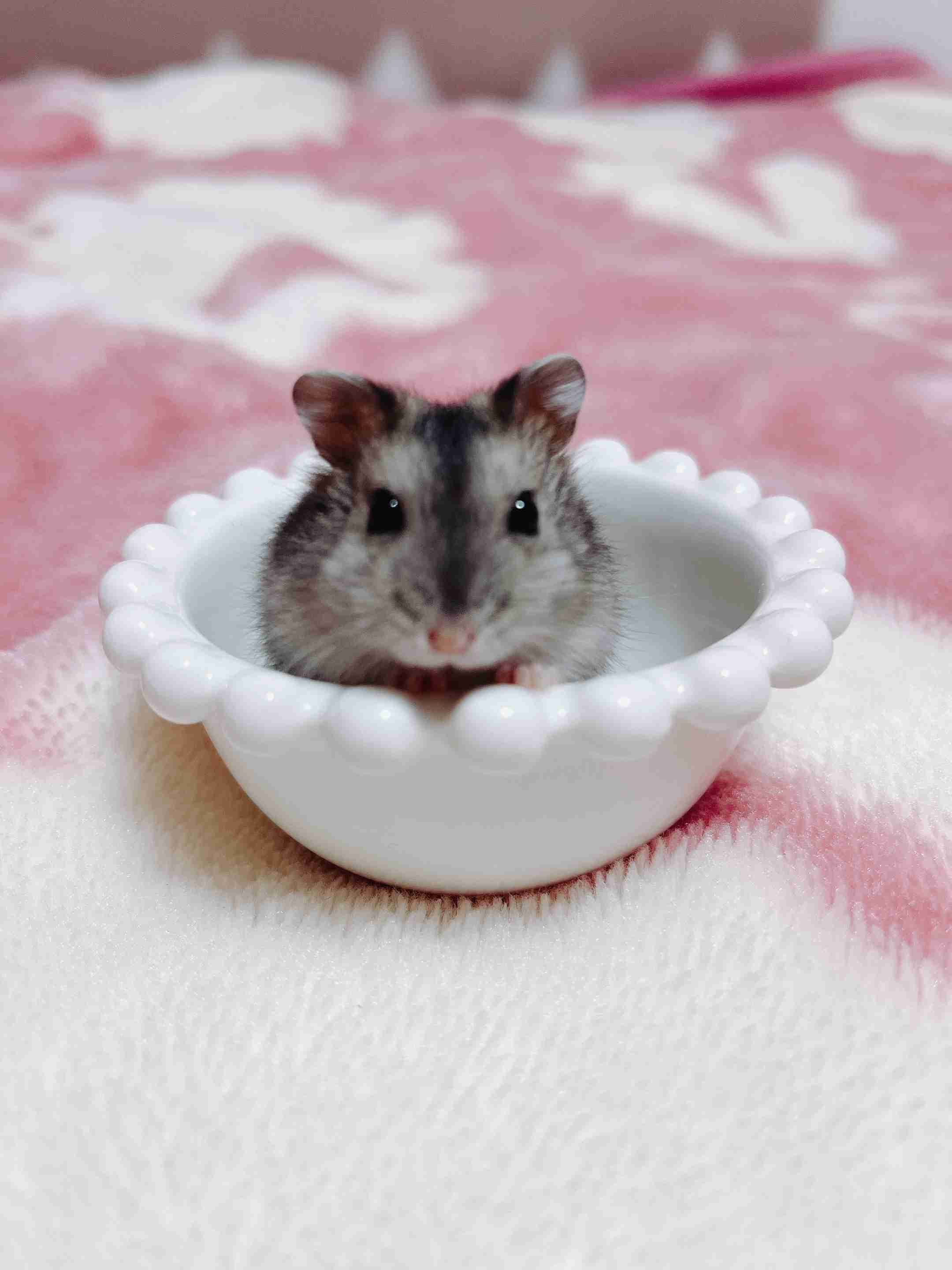 ハムスター好きな人！