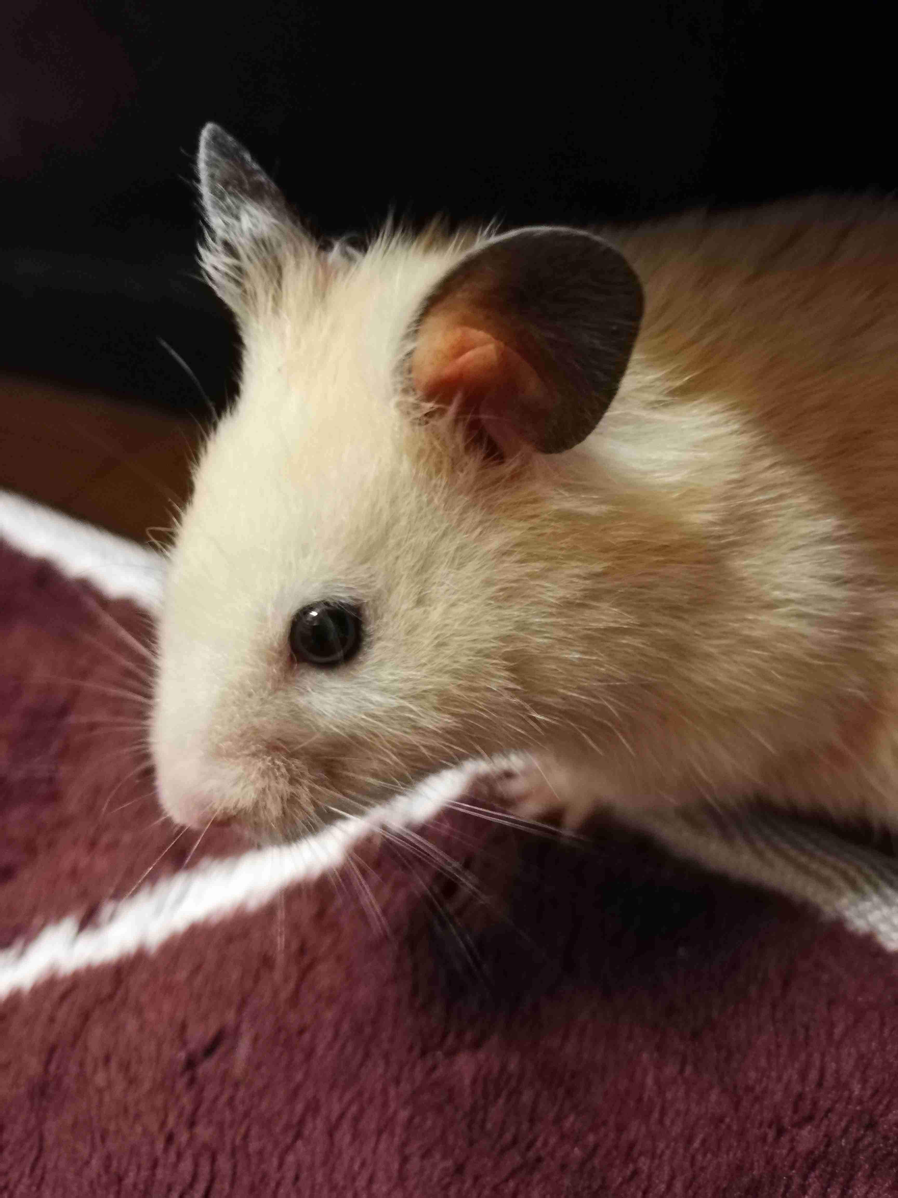 ハムスター好きな人！