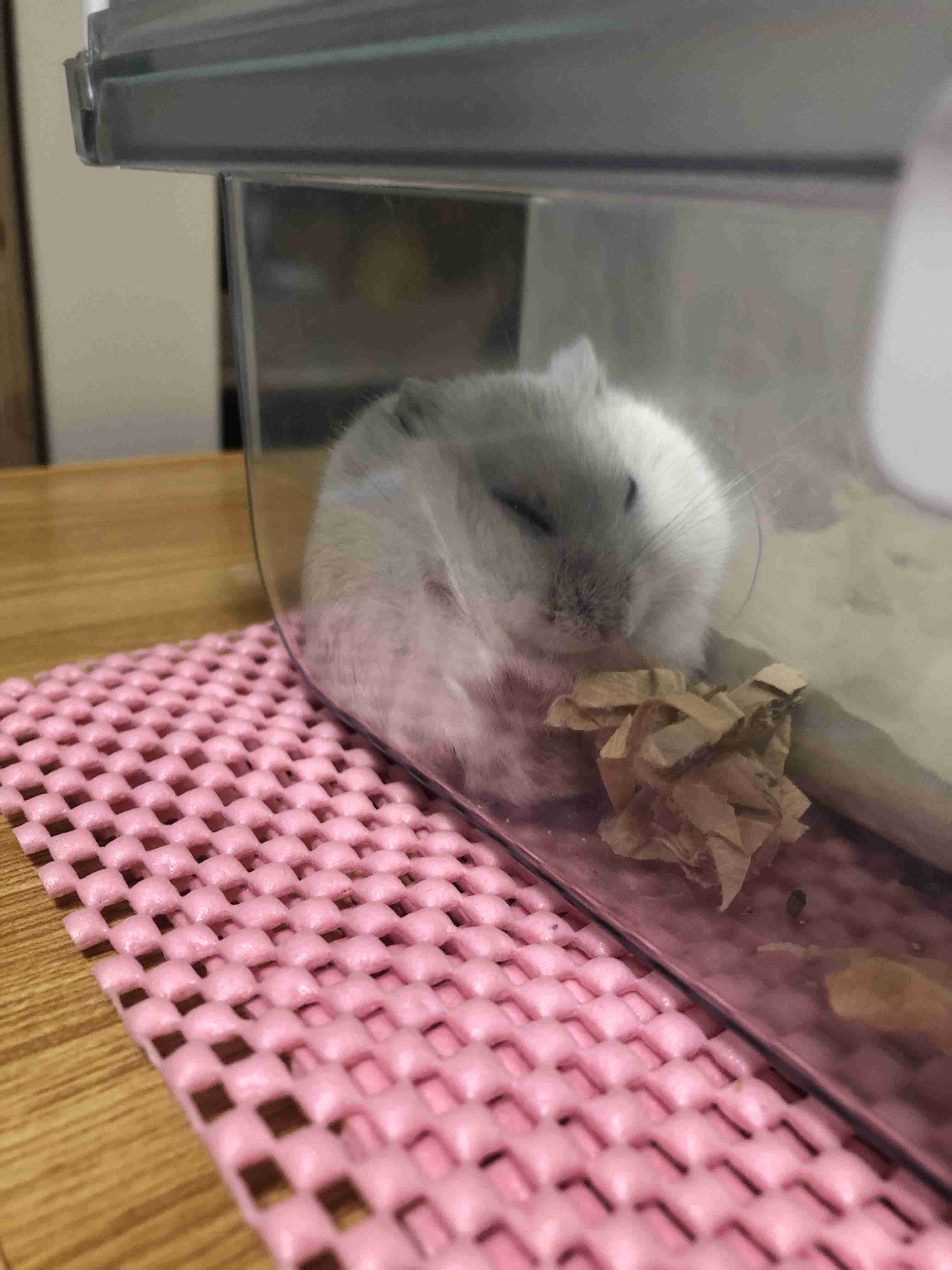 ハムスター好きな人！