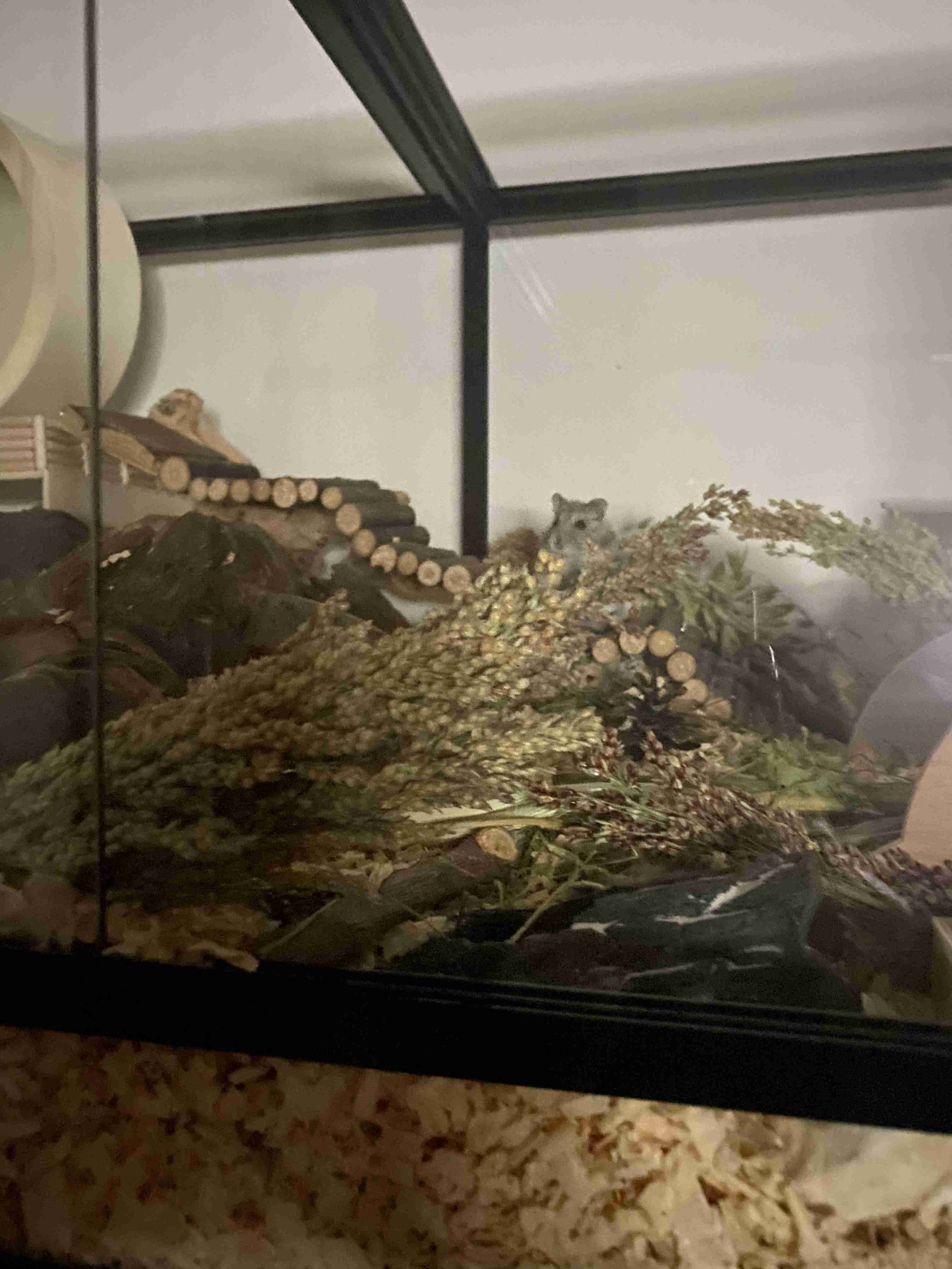 ハムスター好きな人！