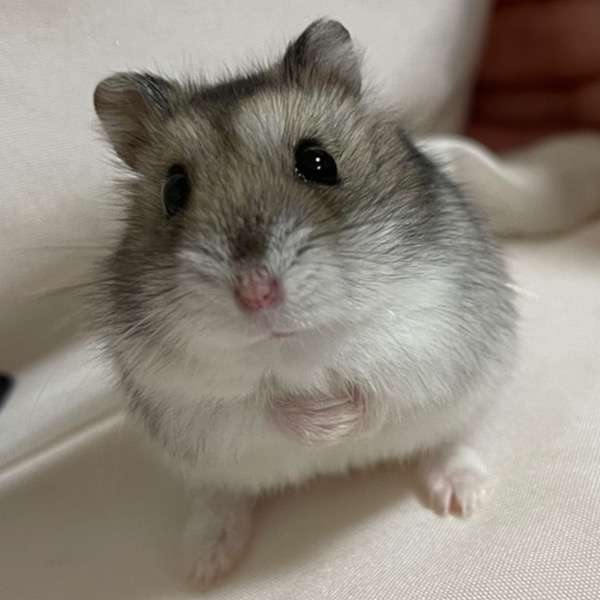 ハムスター好きな人！
