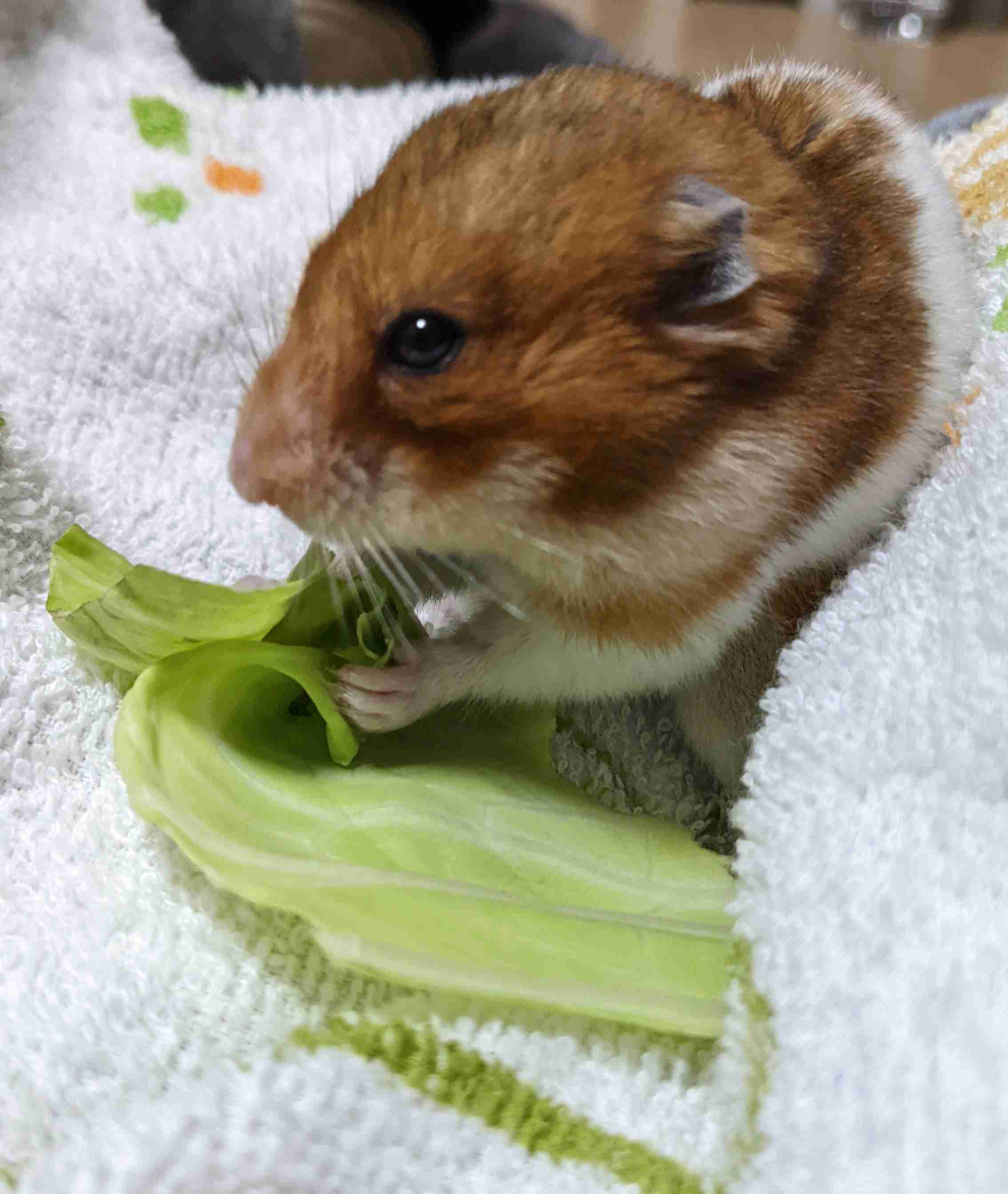 ハムスター好きな人！