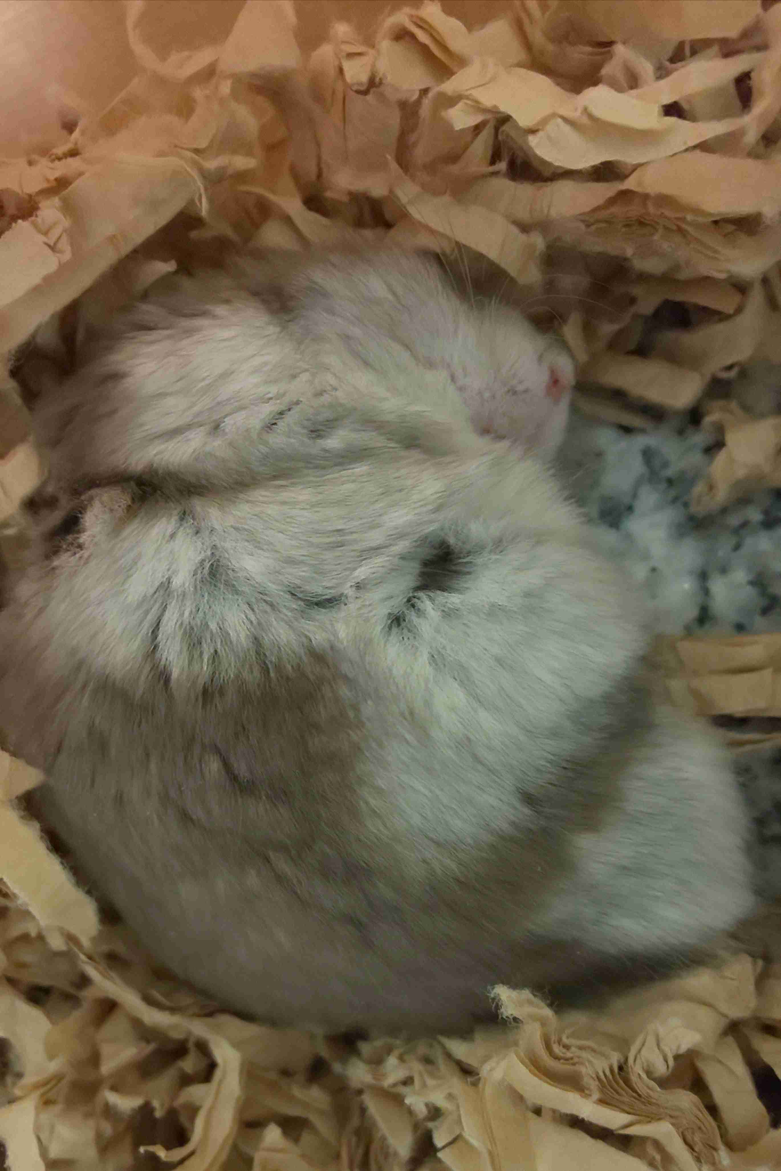 ハムスター好きな人！