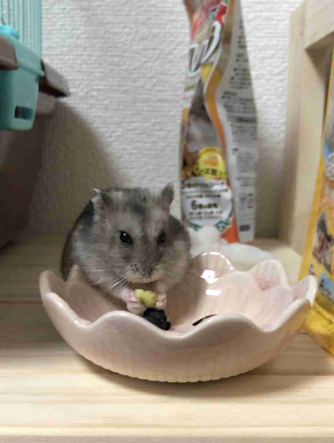 ハムスター好きな人！