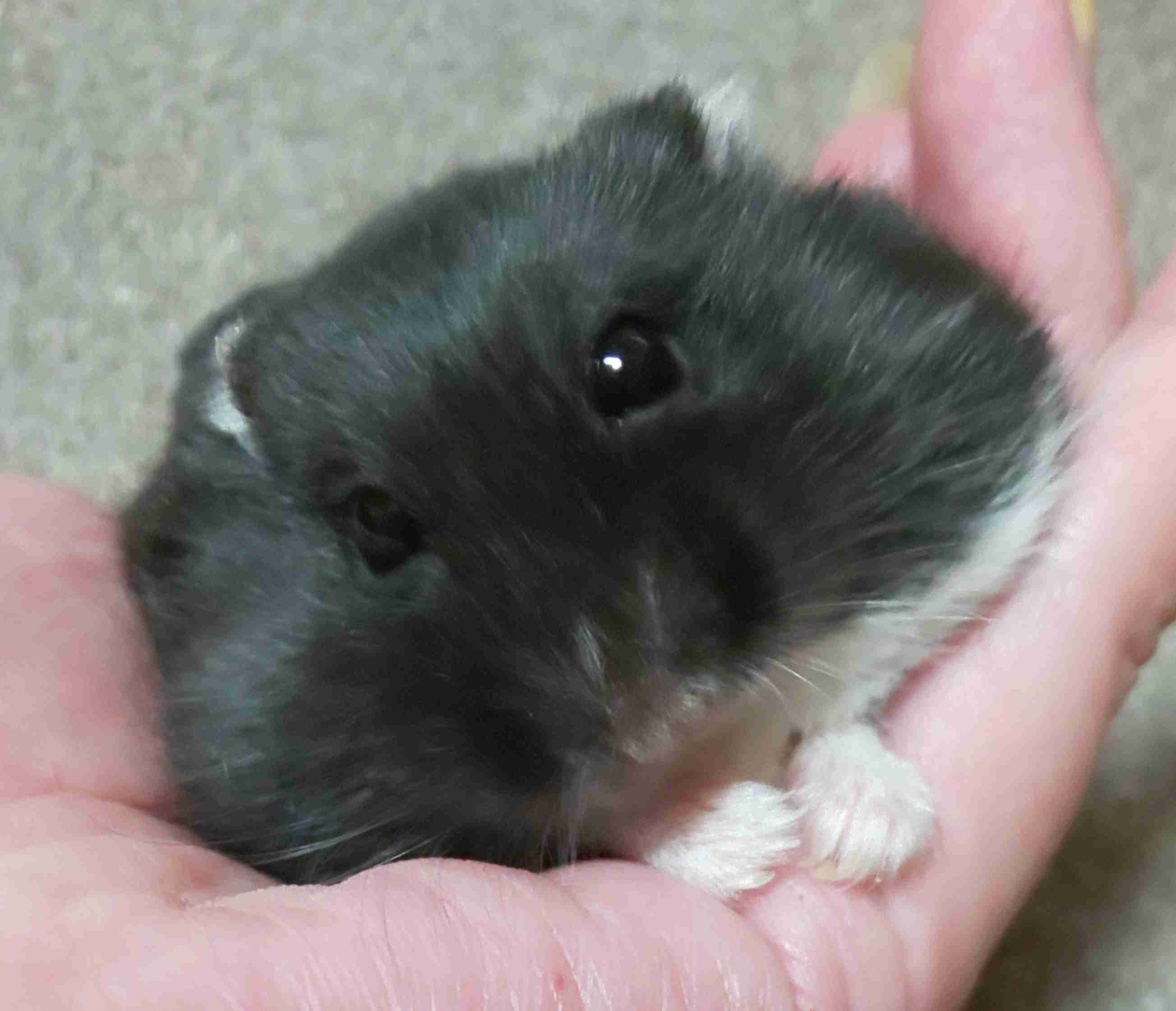 ハムスター好きな人！