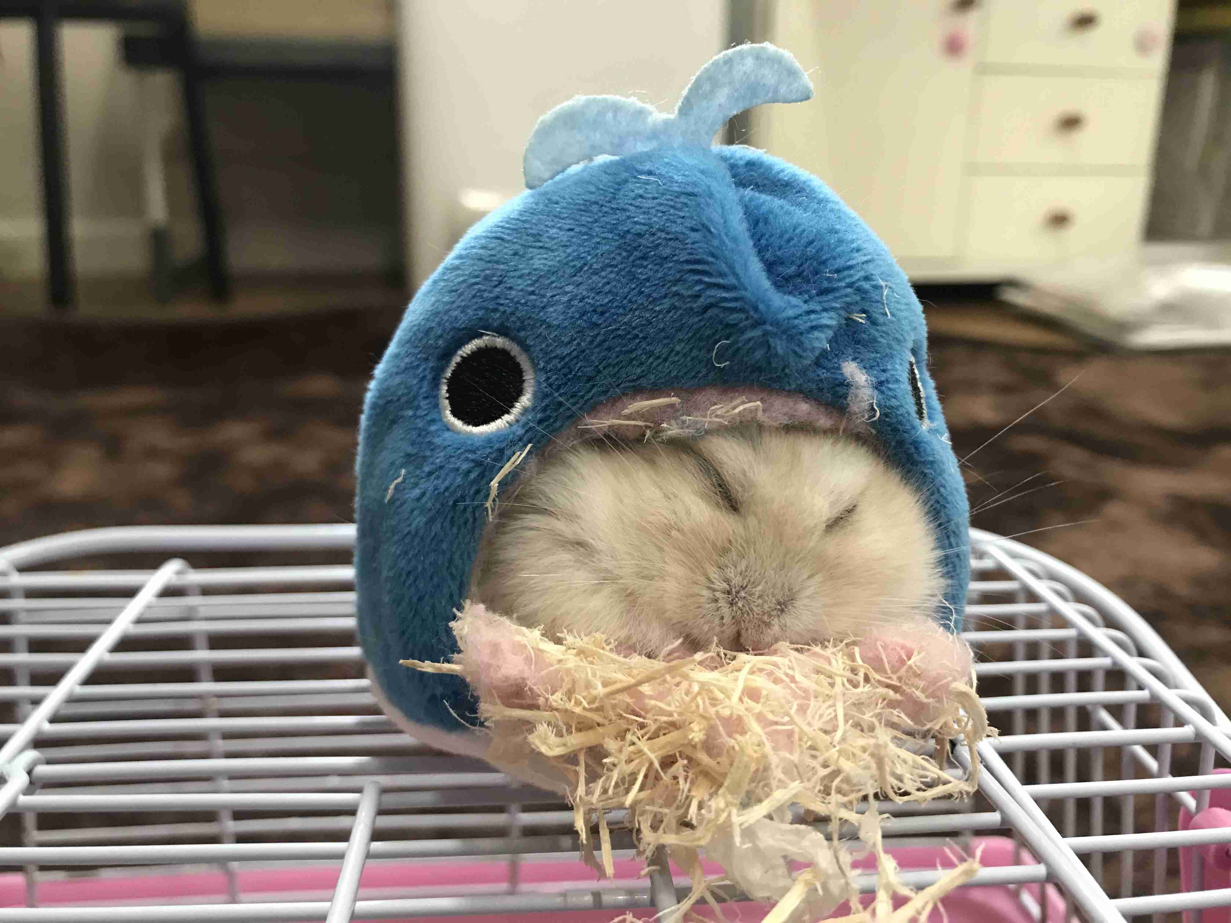 ハムスター好きな人！