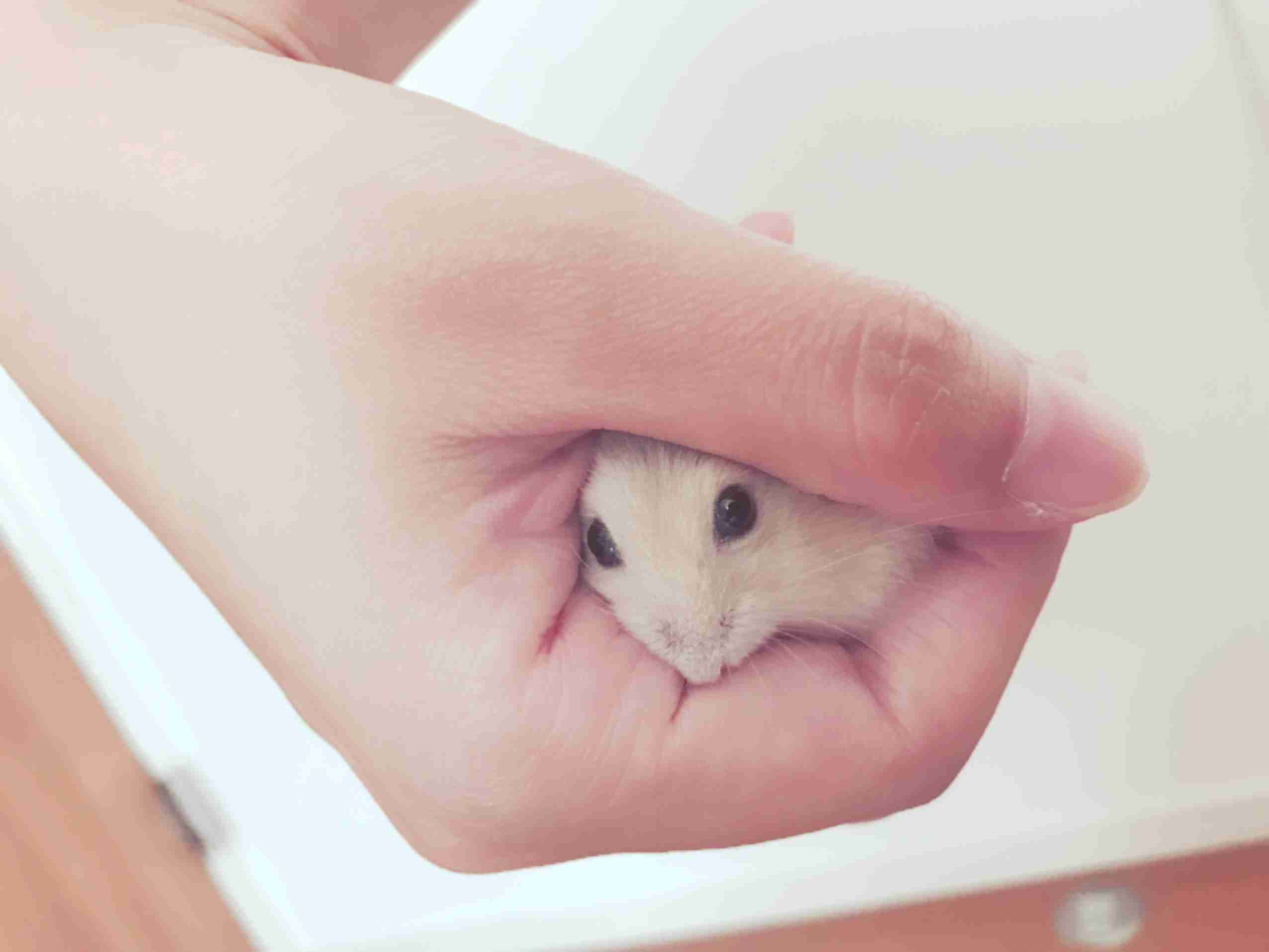 ハムスター好きな人！