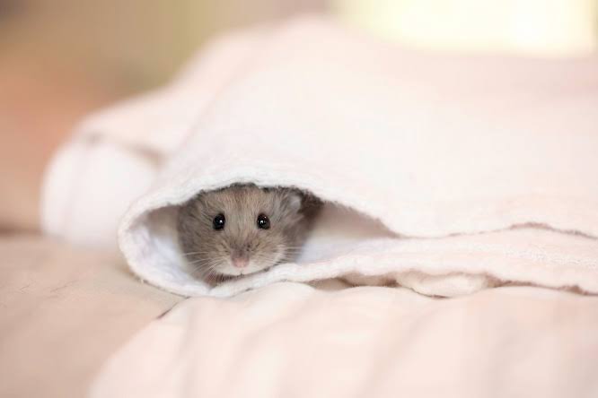 ハムスター好きな人！