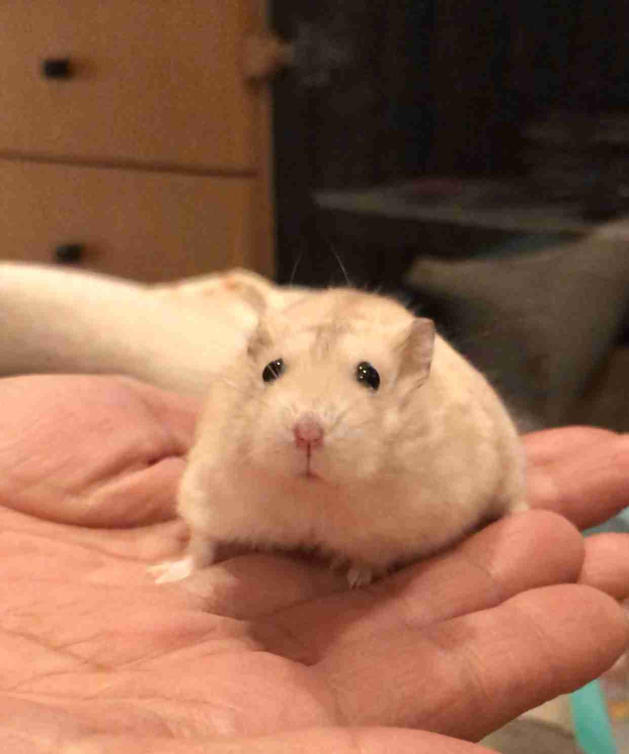 ハムスター好きな人！