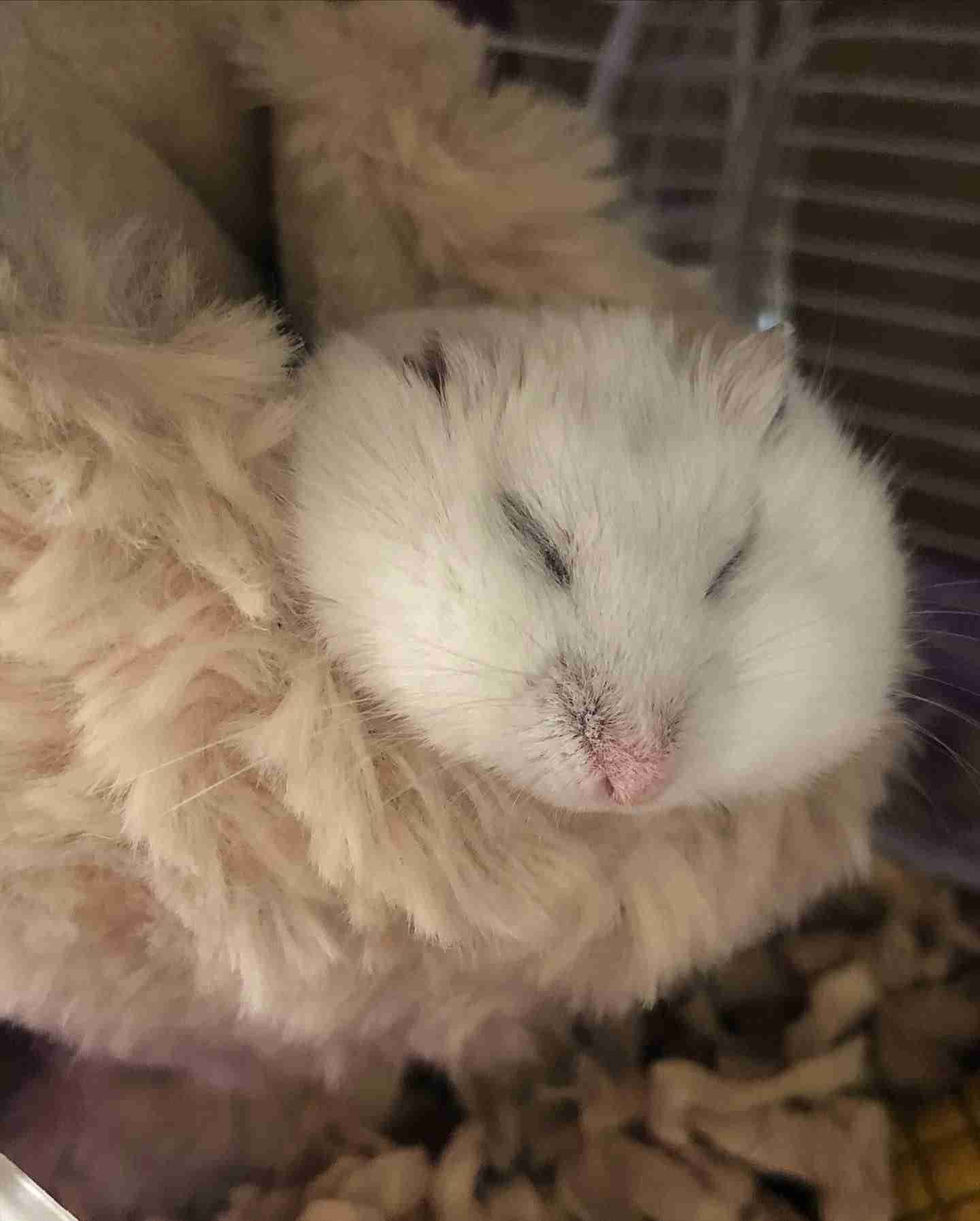 ハムスター好きな人！