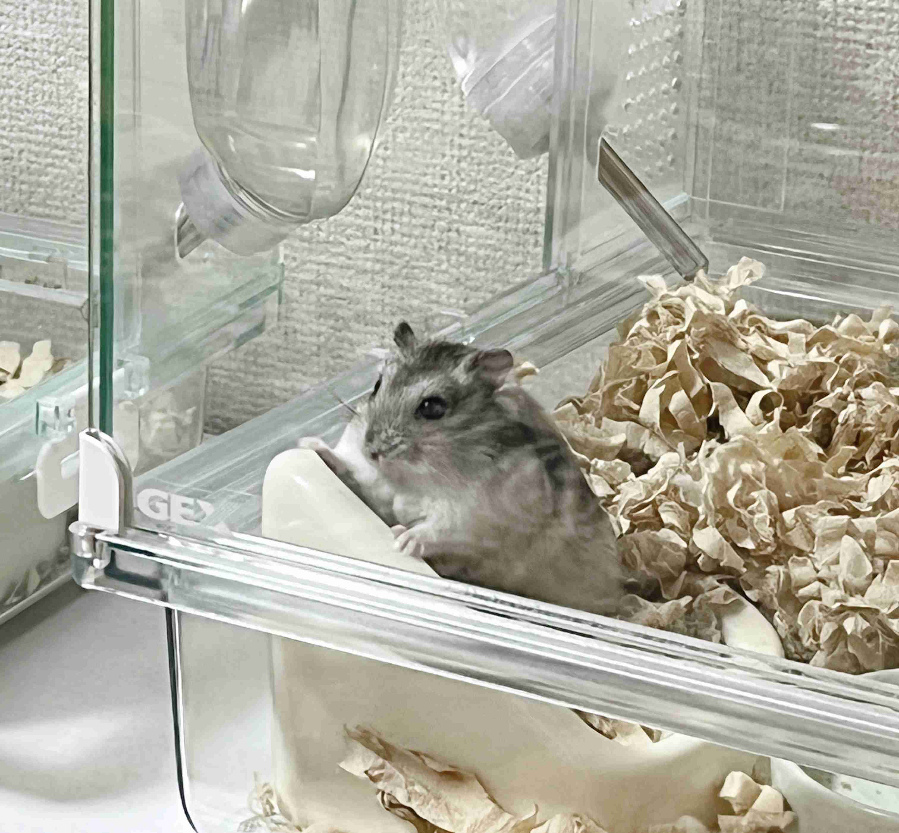 ハムスター好きな人！