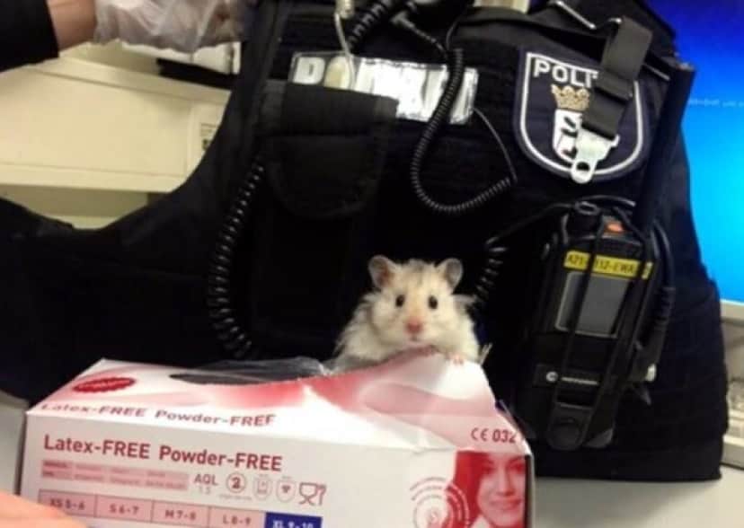 ハムスター好きな人！