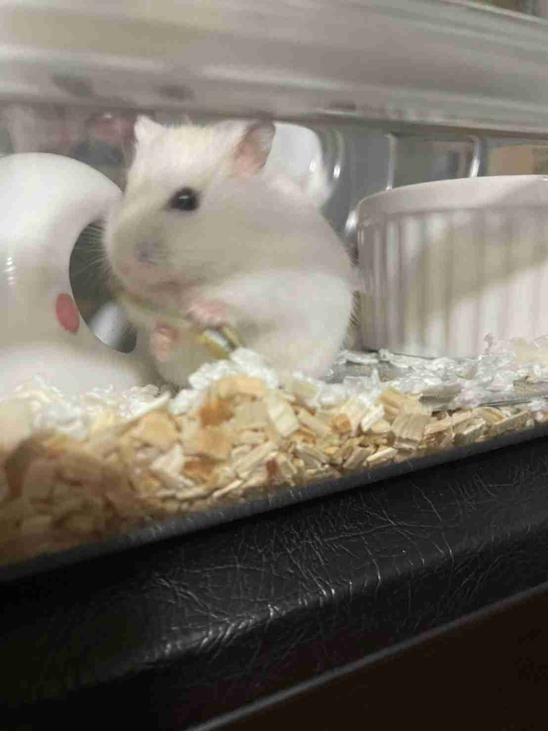 ハムスター好きな人！