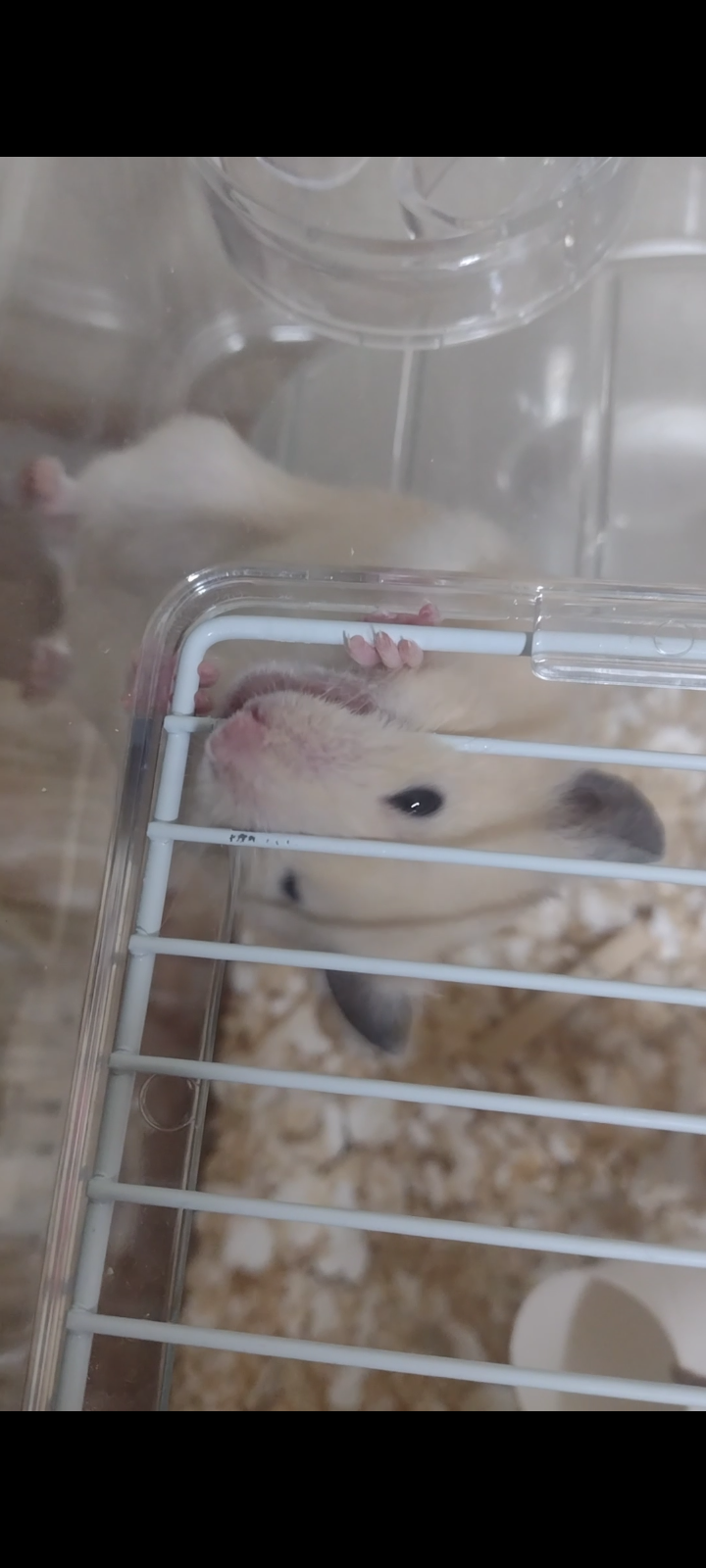 ハムスター好きな人！