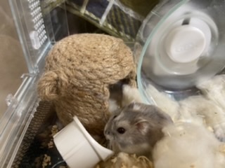 ハムスター好きな人！