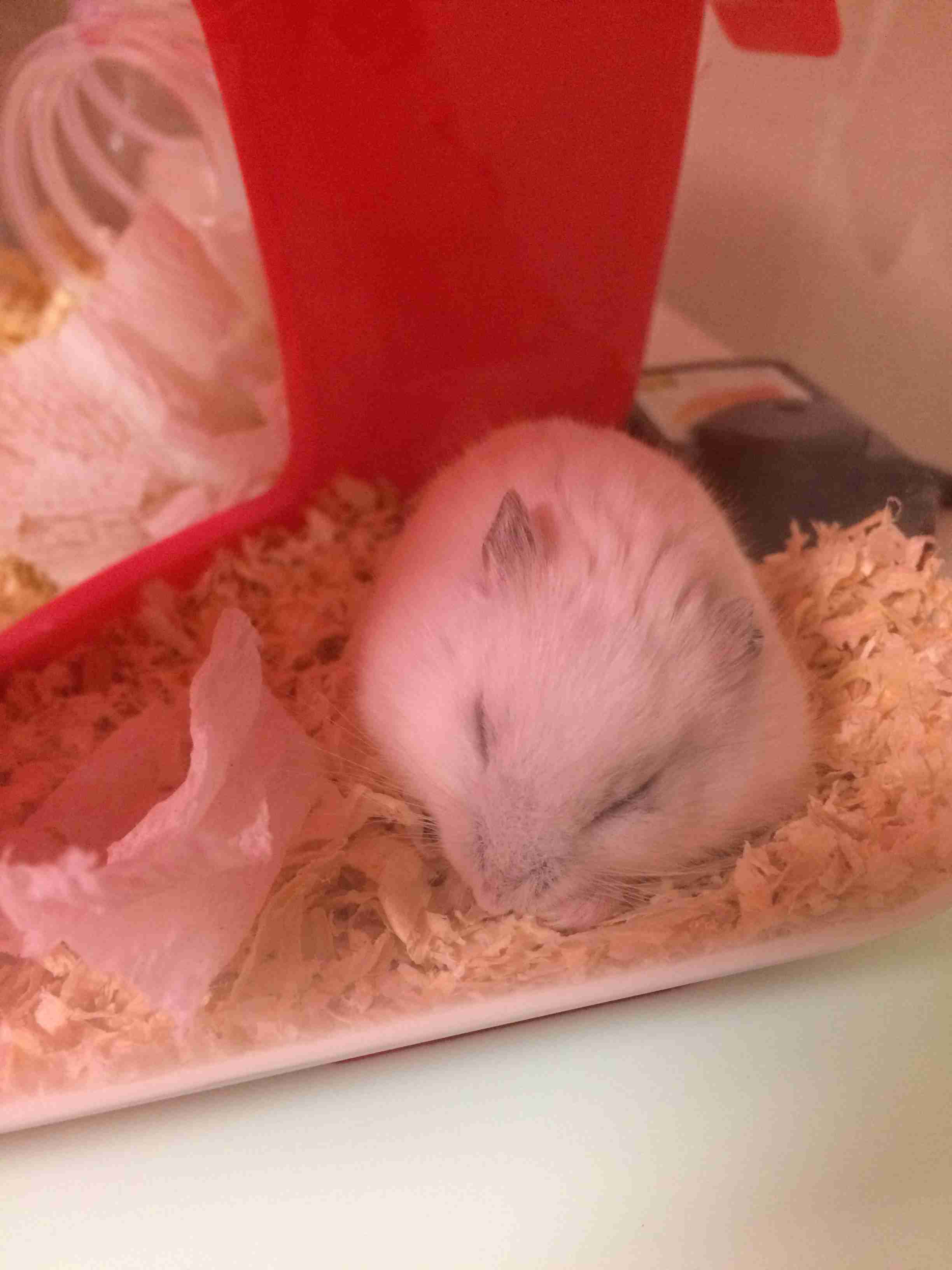 ハムスター好きな人！