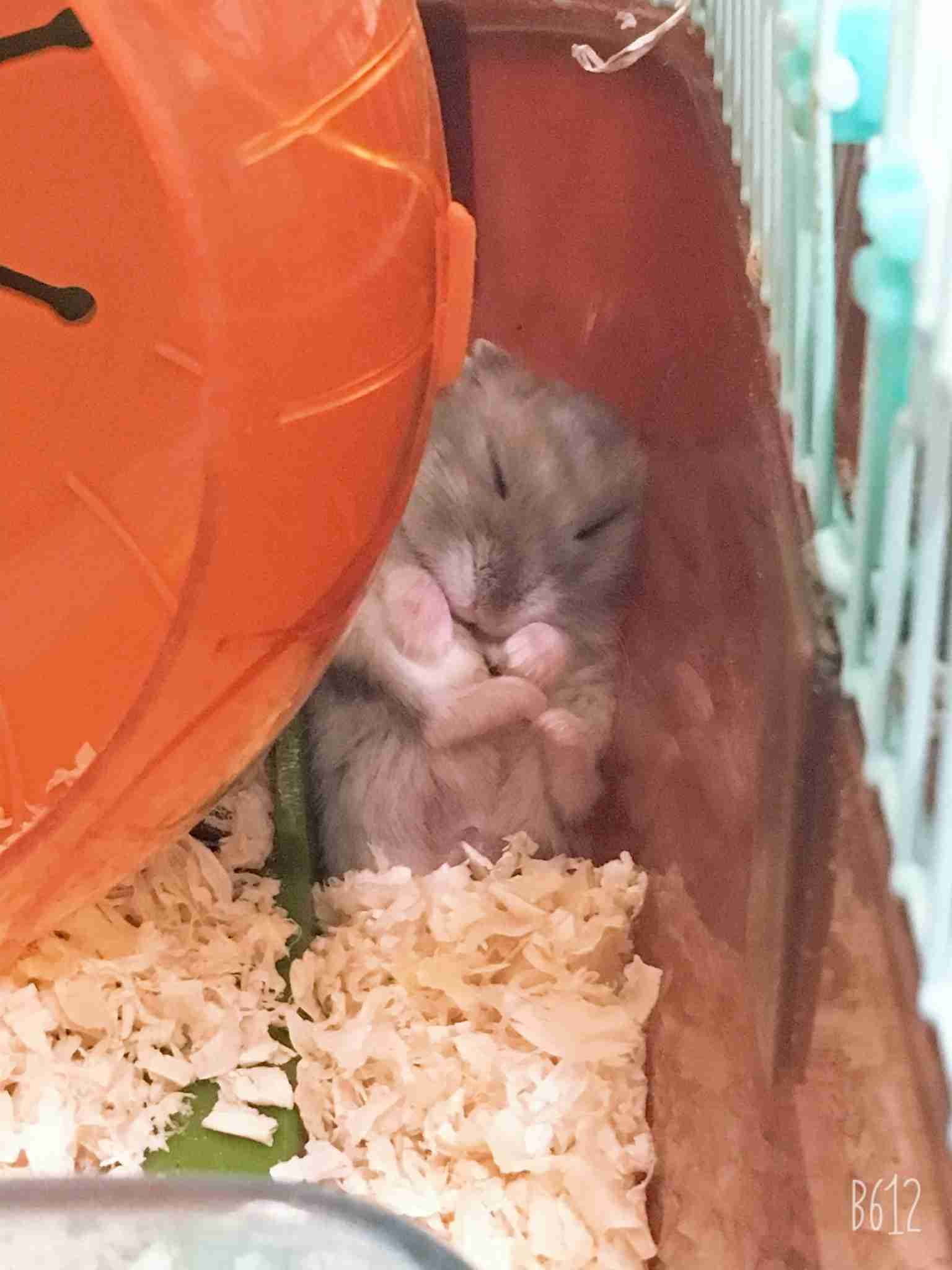 ハムスター好きな人！