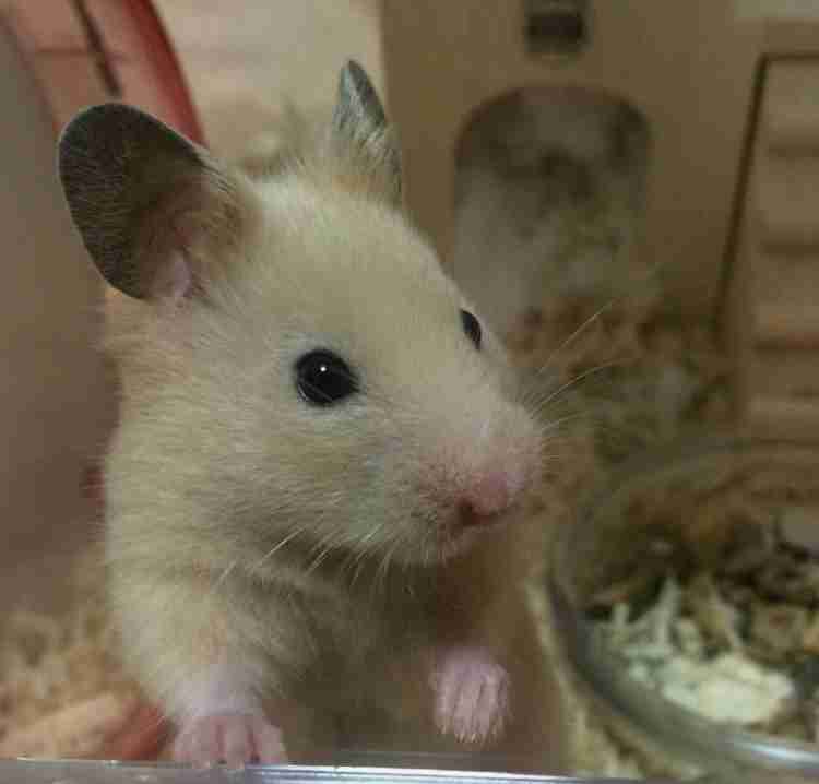 ハムスター好きな人！