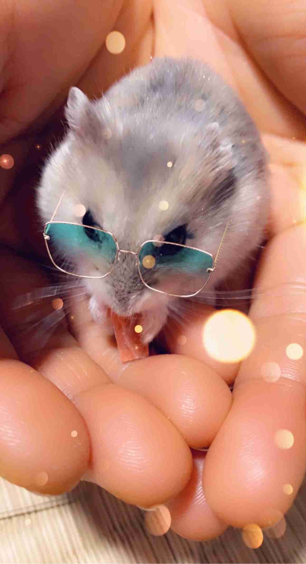 ハムスター好きな人！