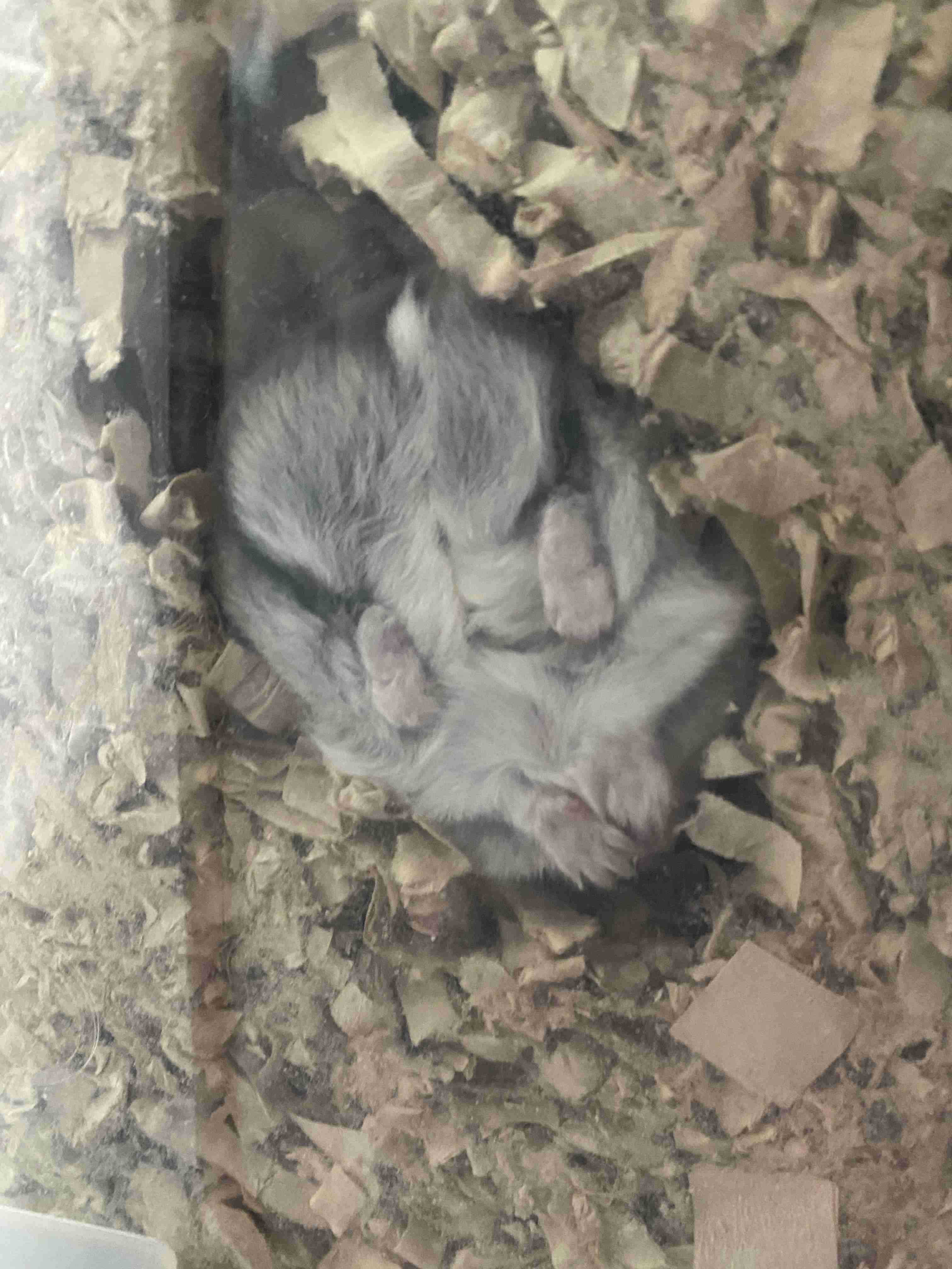 ハムスター好きな人！