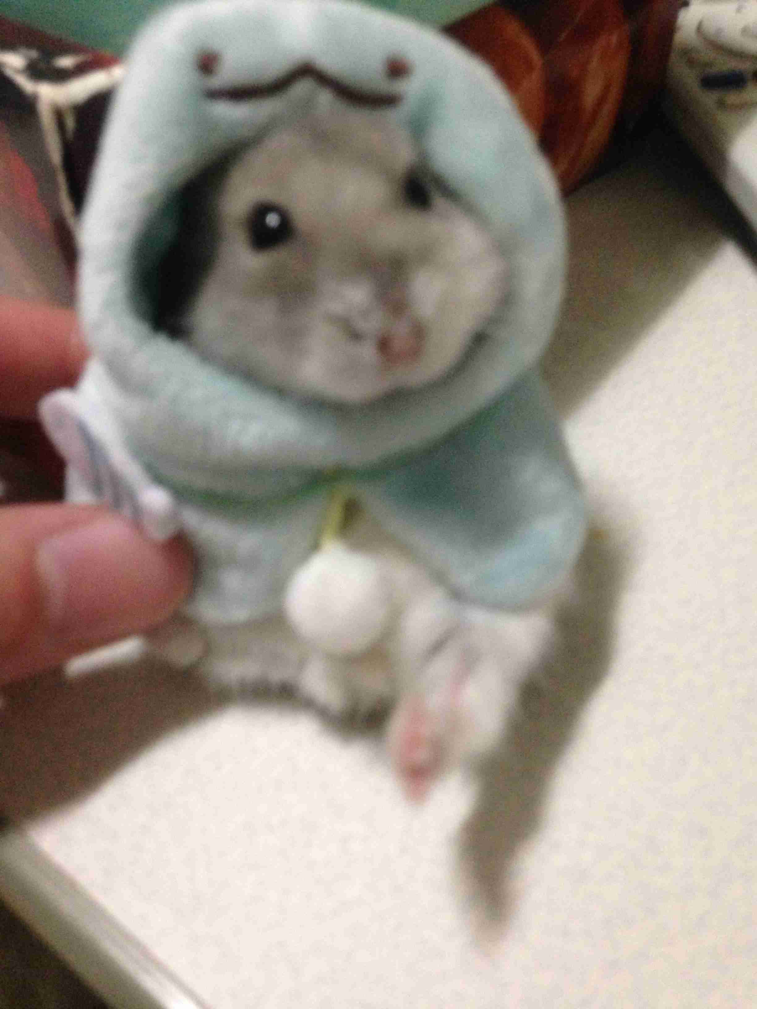 ハムスター好きな人！