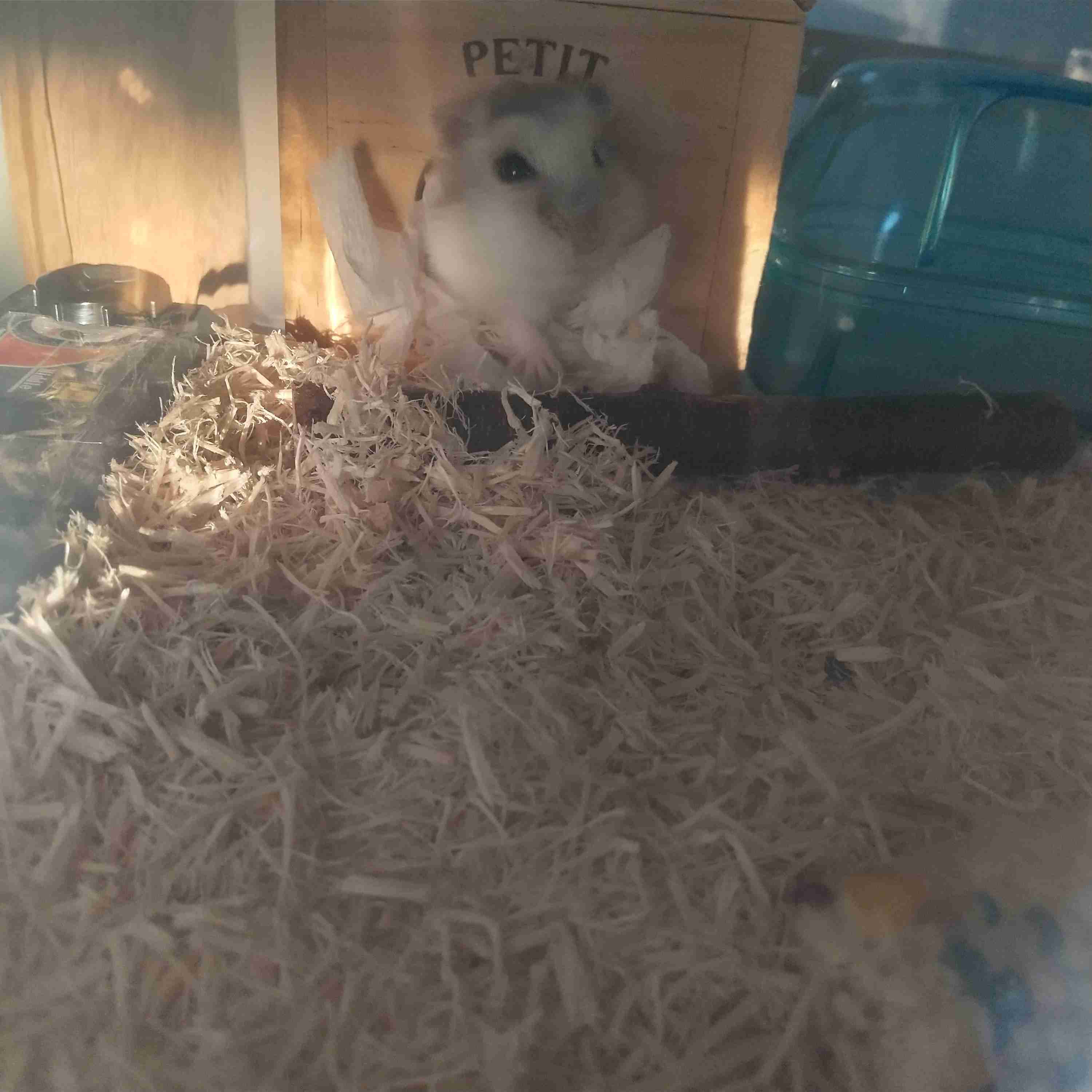 ハムスター好きな人！