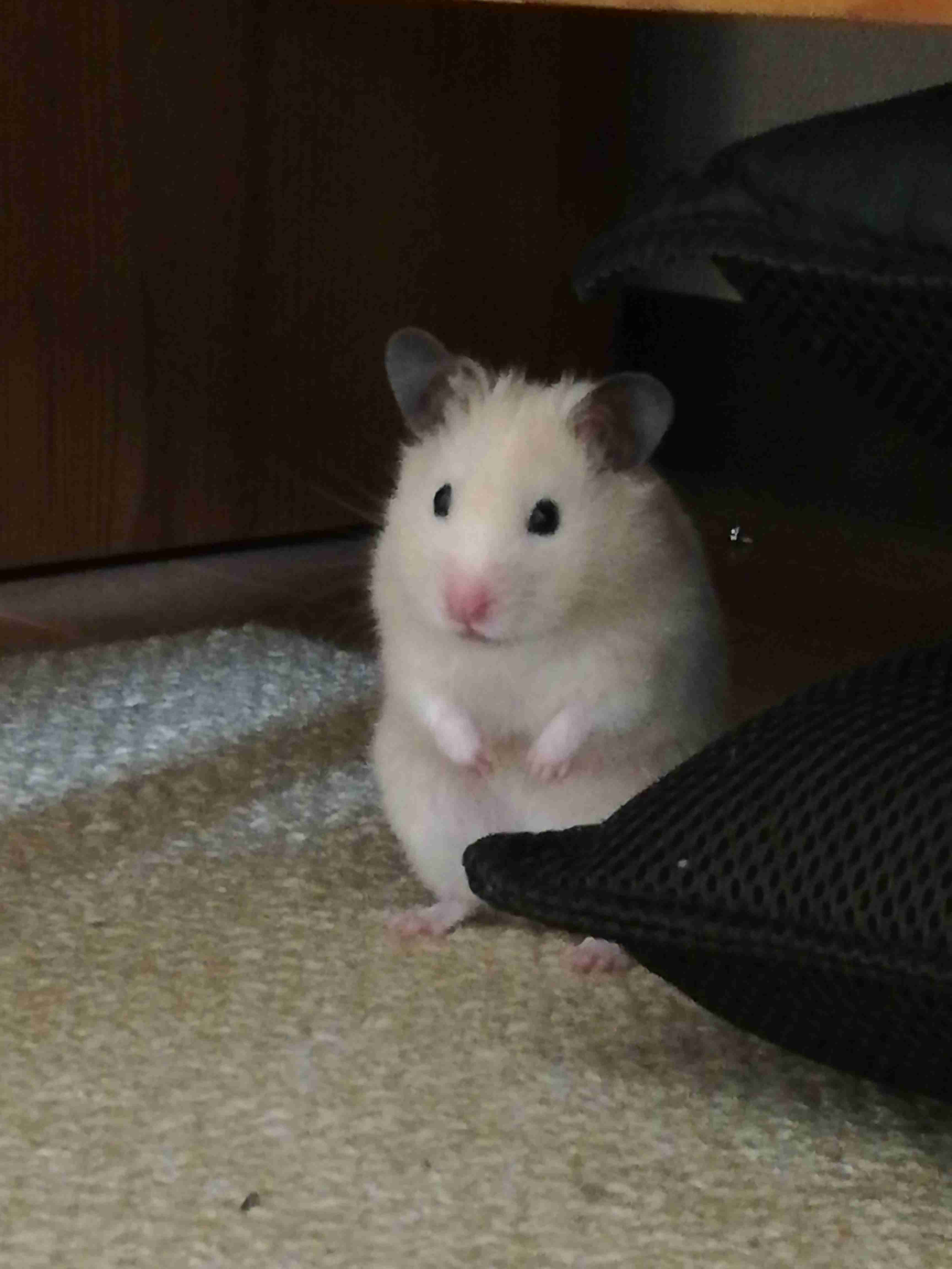 ハムスター好きな人！
