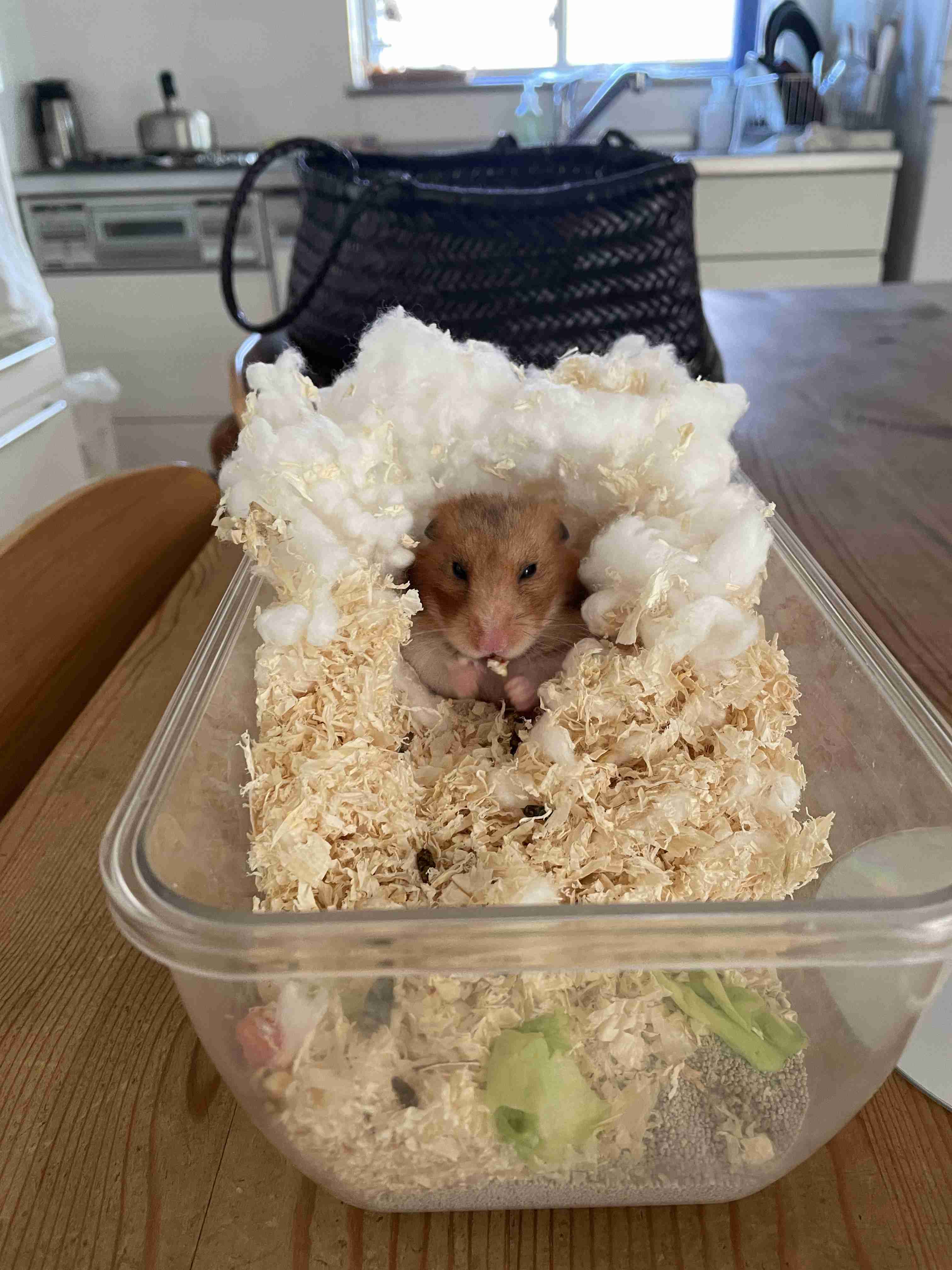 ハムスター好きな人！