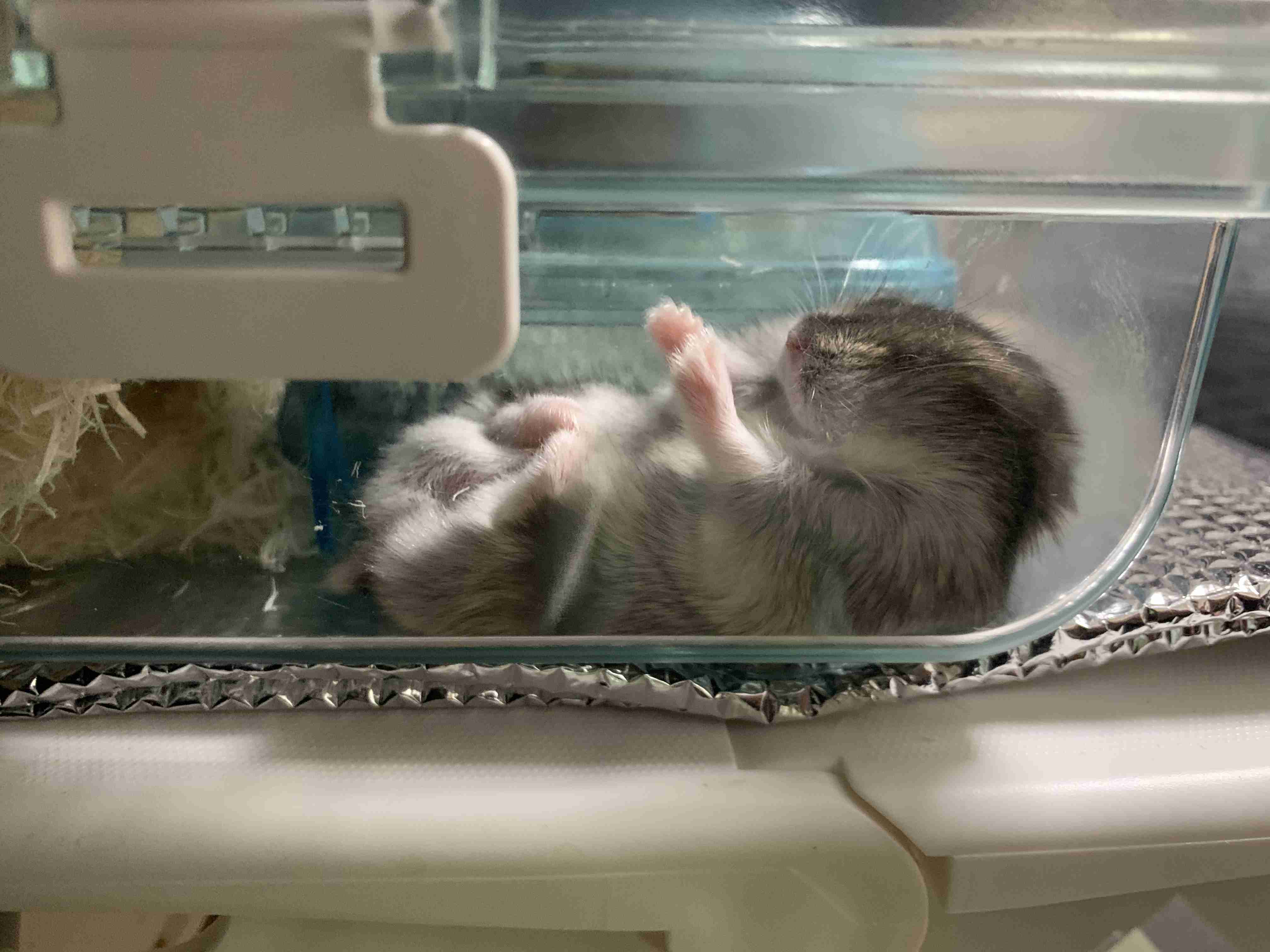 ハムスター好きな人！