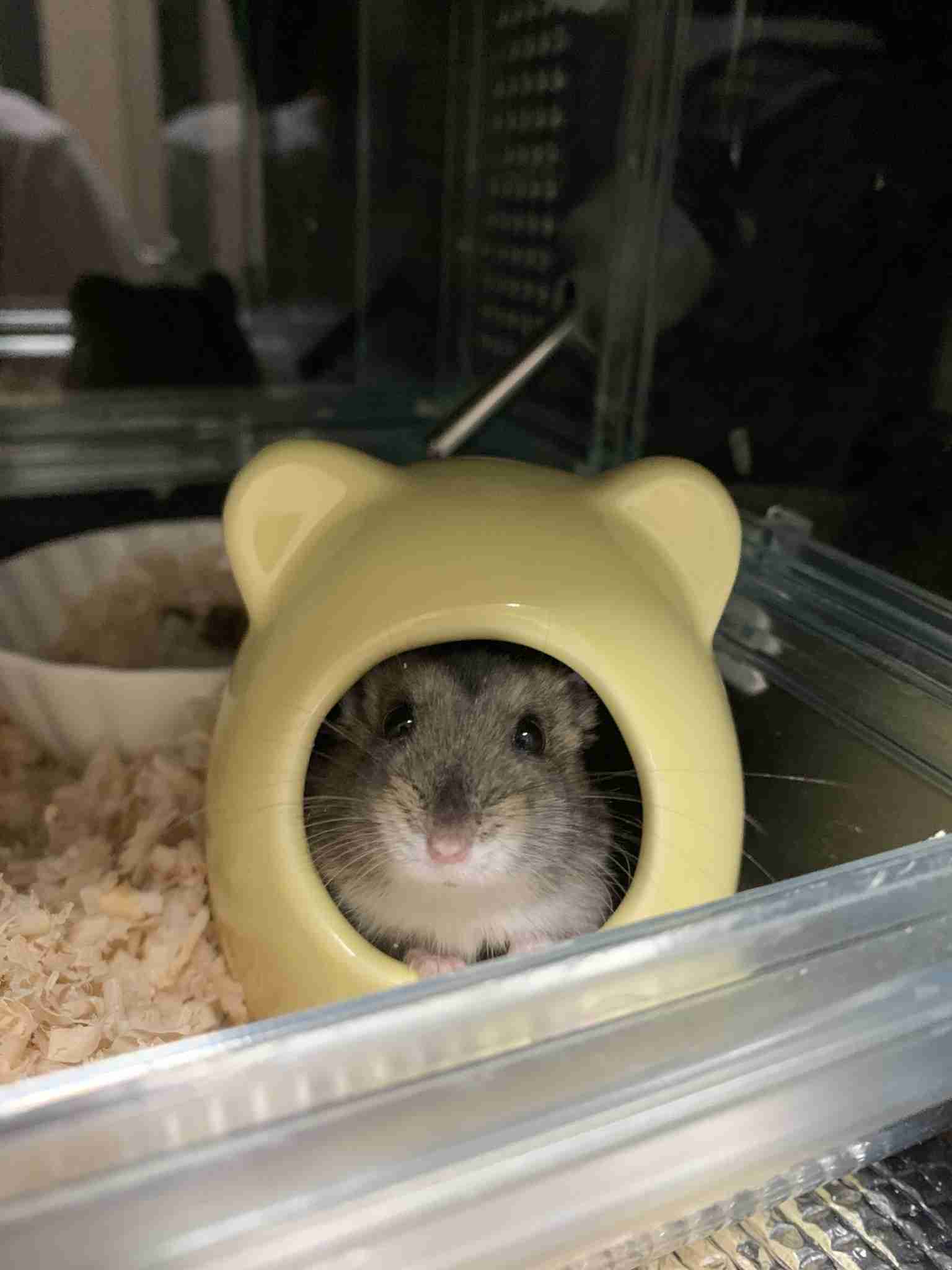 ハムスター好きな人！