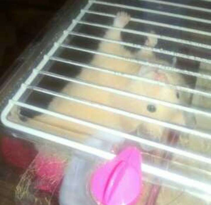 ハムスター好きな人！