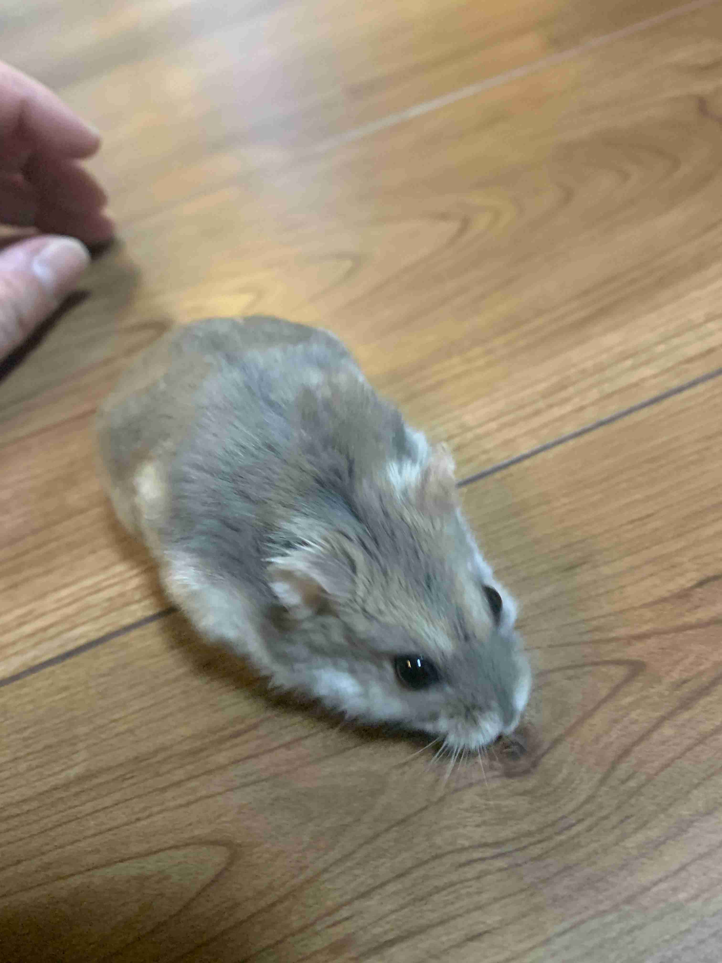 ハムスター好きな人！