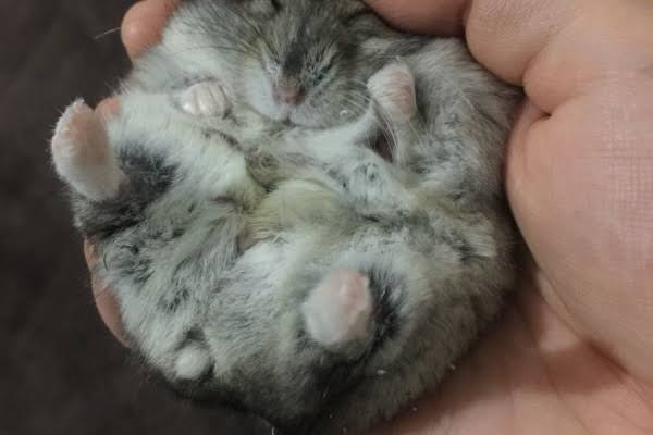 ハムスター好きな人！