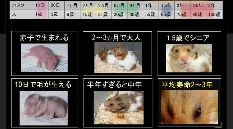 ハムスター好きな人！